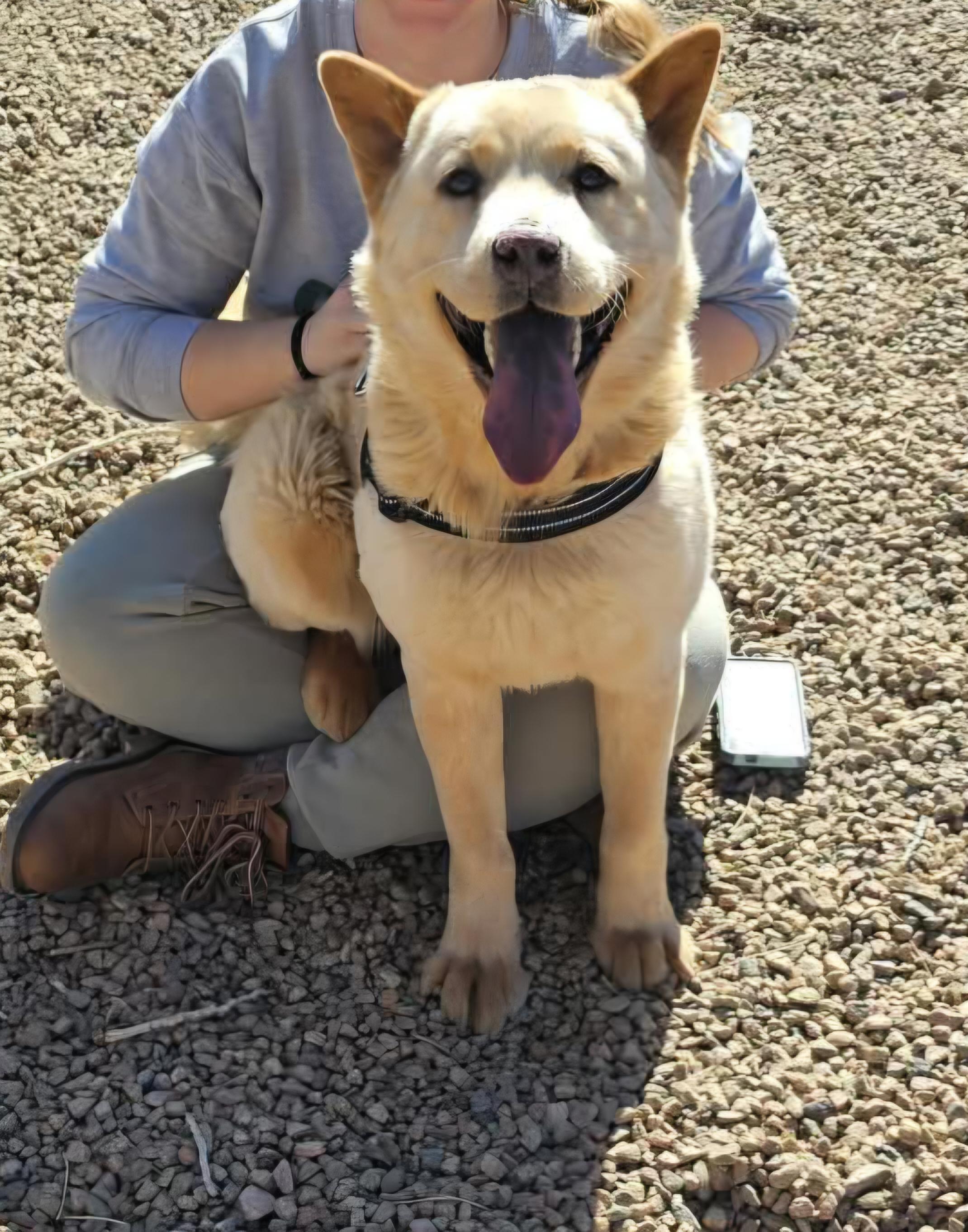 Enlarge Ginger, a ADOPTABLE mixed breed in Canon City, CO image 1/1