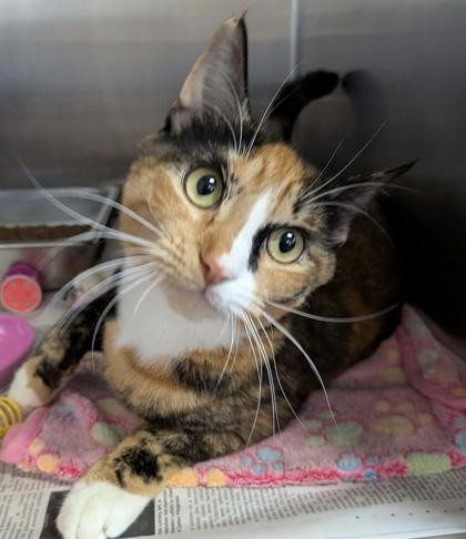 Bailey, Adoptable, Young Female Domestic Short Hair & Domestic Short Hair.