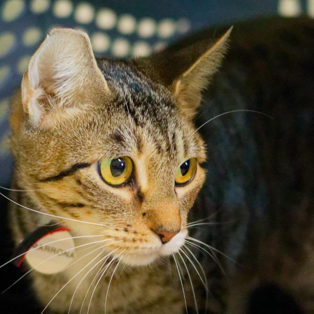 Cimarron, Adoptable, Young Female Domestic Short Hair.