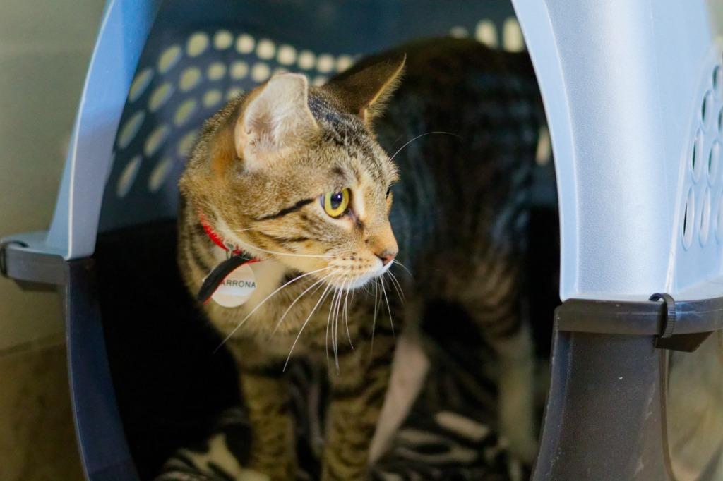 Enlarge Cimarron, a Adoptable mixed breed in Hot Springs, AR image 2/2