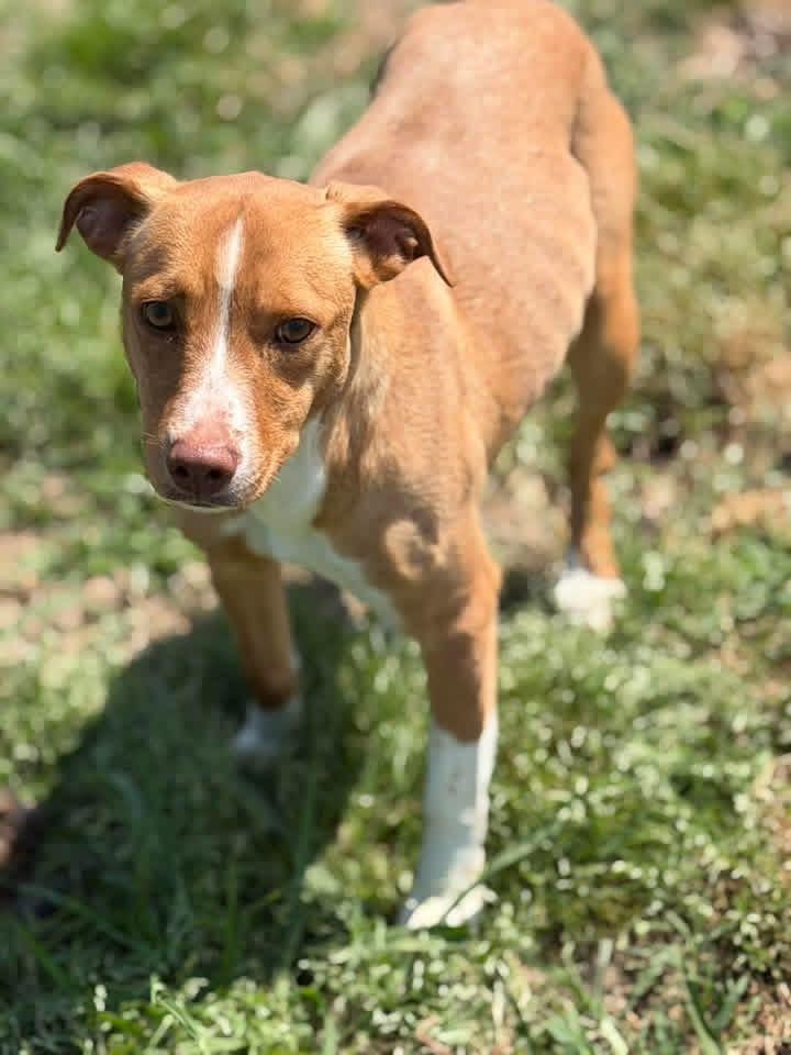 Lily, ADOPTABLE, Puppy Female Mixed Breed.
