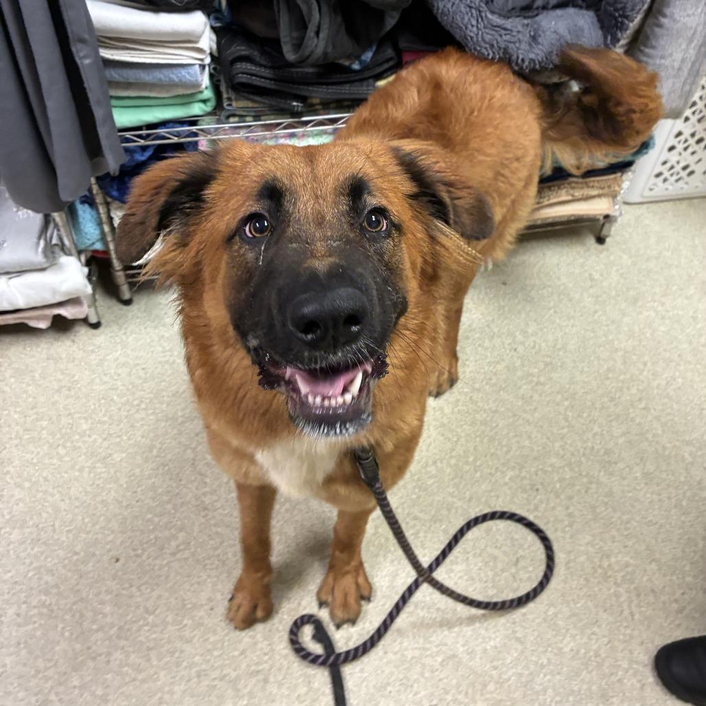 Enlarge Topanga, a Adoptable mixed breed in Windsor, VA image 1/2