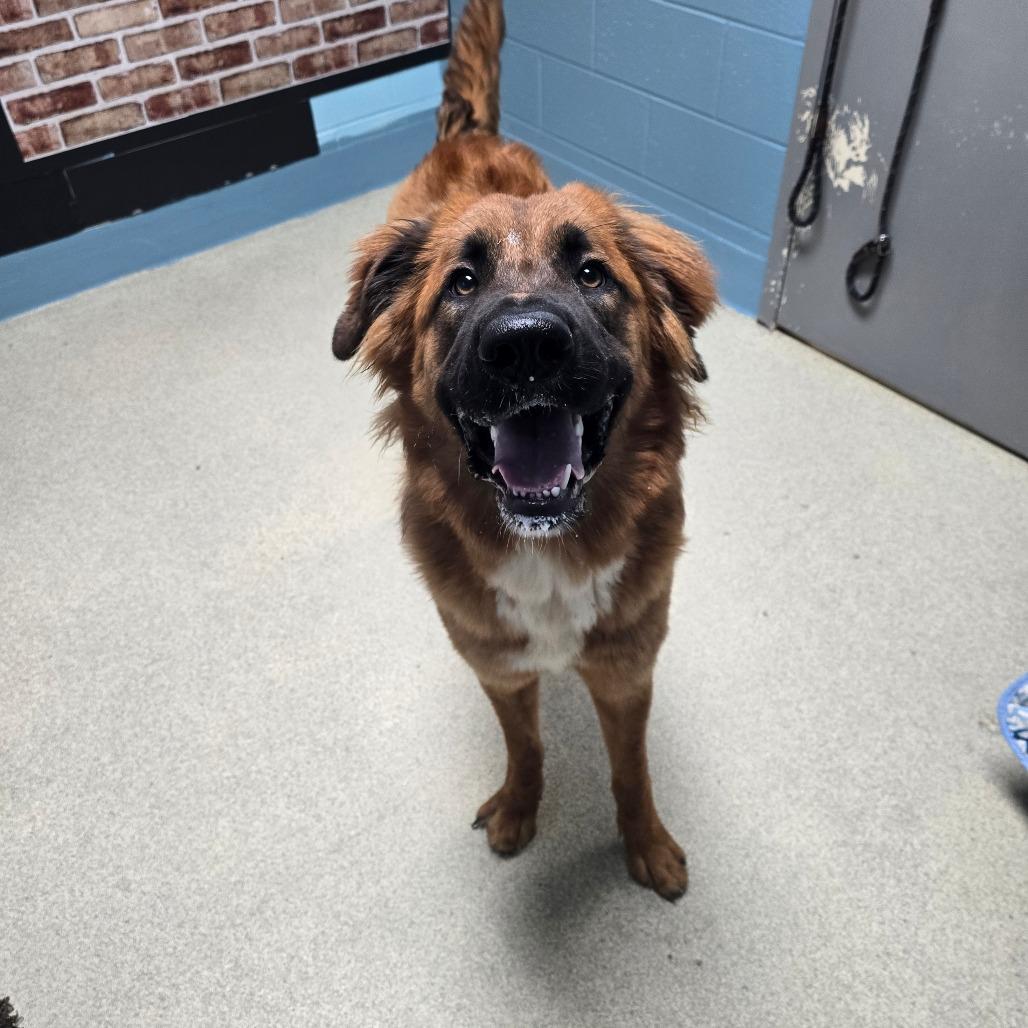 Enlarge Topanga, a Adoptable mixed breed in Windsor, VA image 2/2
