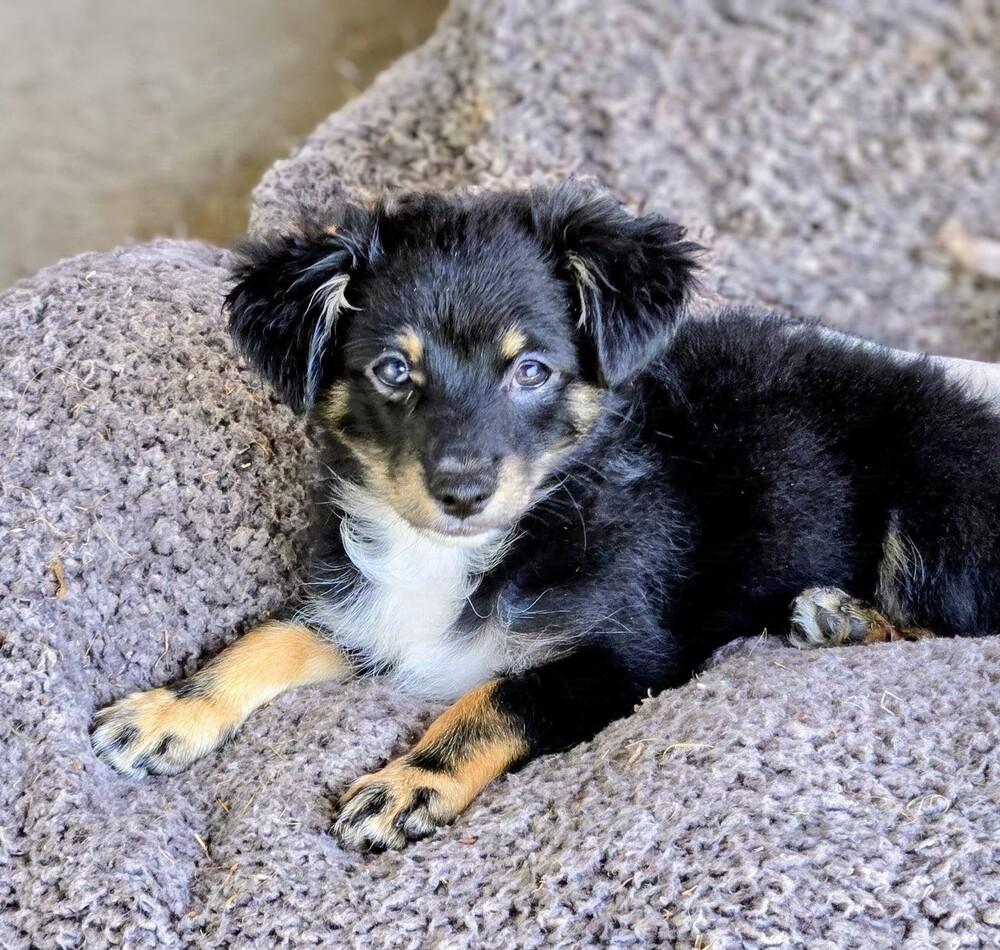 Zigmo, Adoptable, Puppy Male Pomeranian & Mixed Breed.