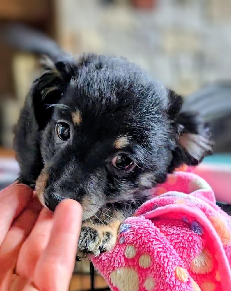 Zigmo, a Adoptable mixed breed in Evergreen, CO image 3/6