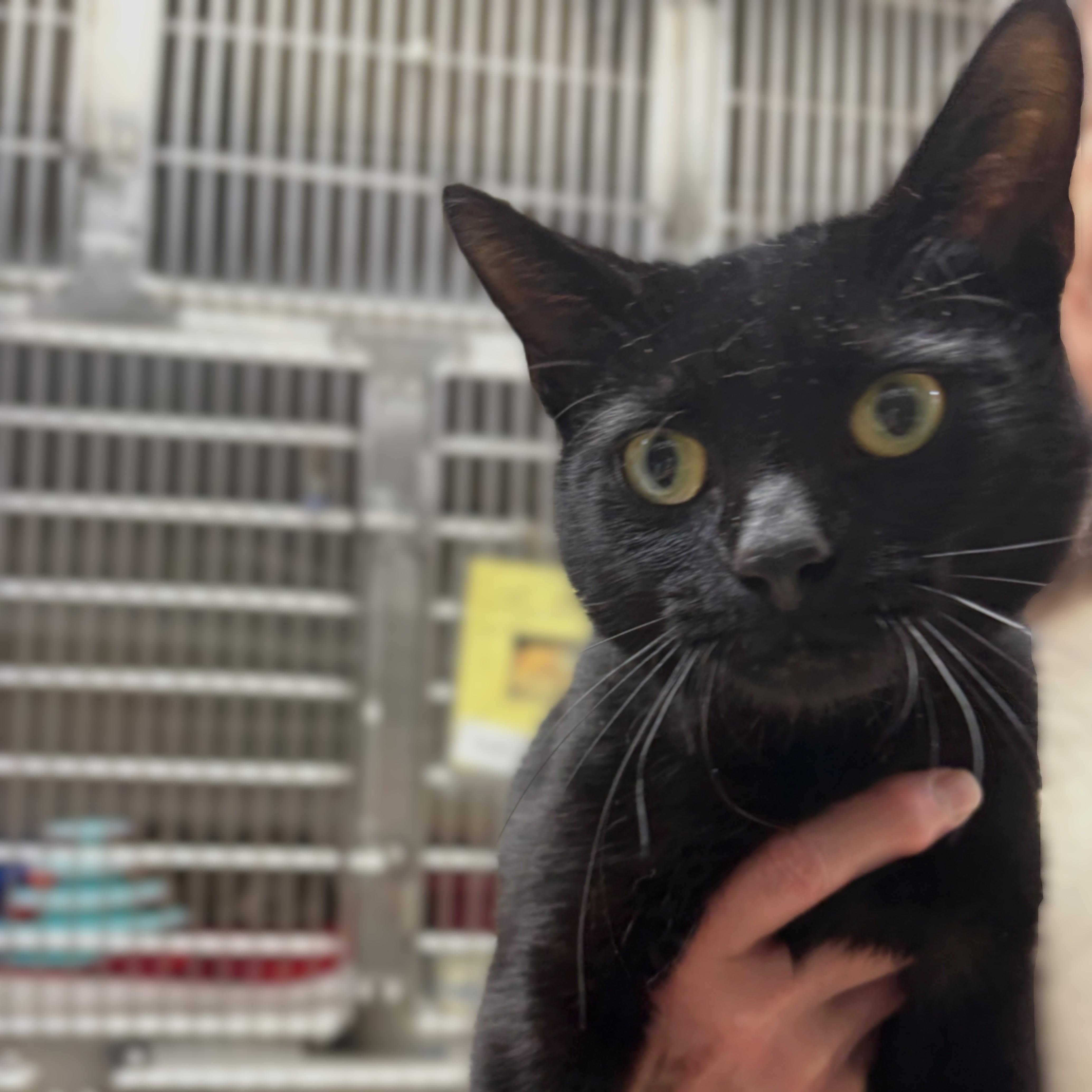 Giovani- 51241, an adopted Domestic Short Hair in Columbia, MD image 2/2