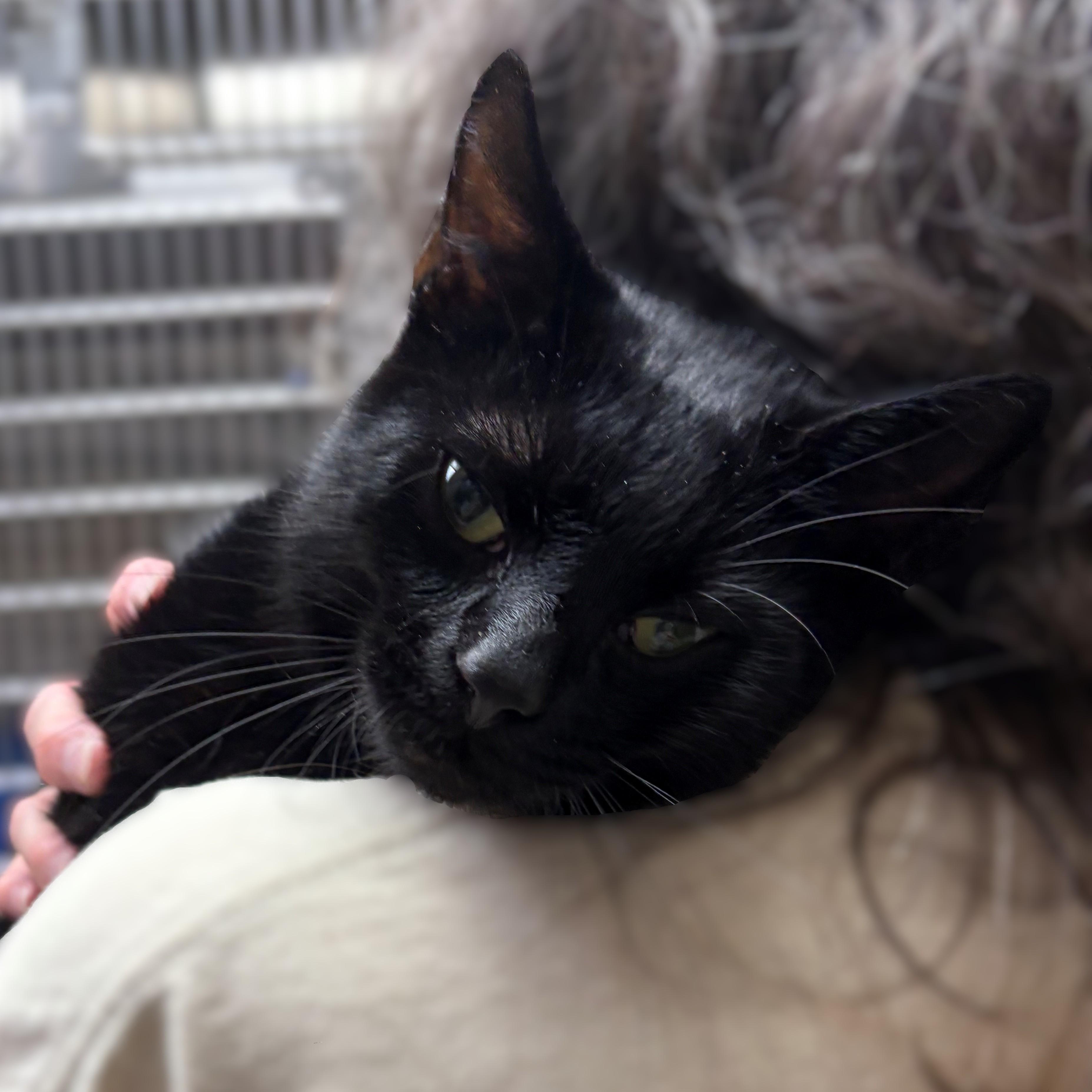 Giovani- 51241, adopted, Young Male Domestic Short Hair.