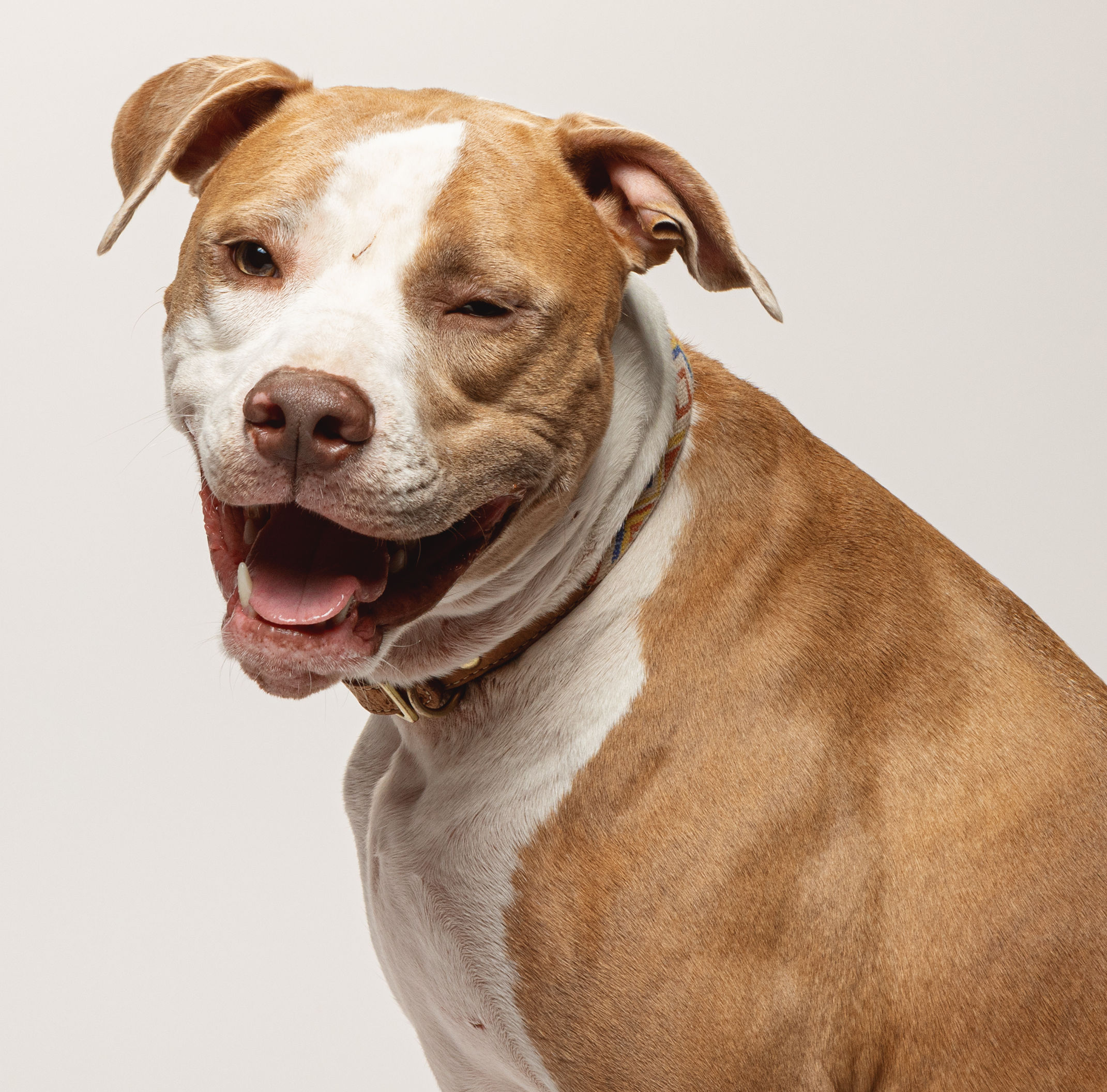 CeCe, Baby Female Mixed Breed