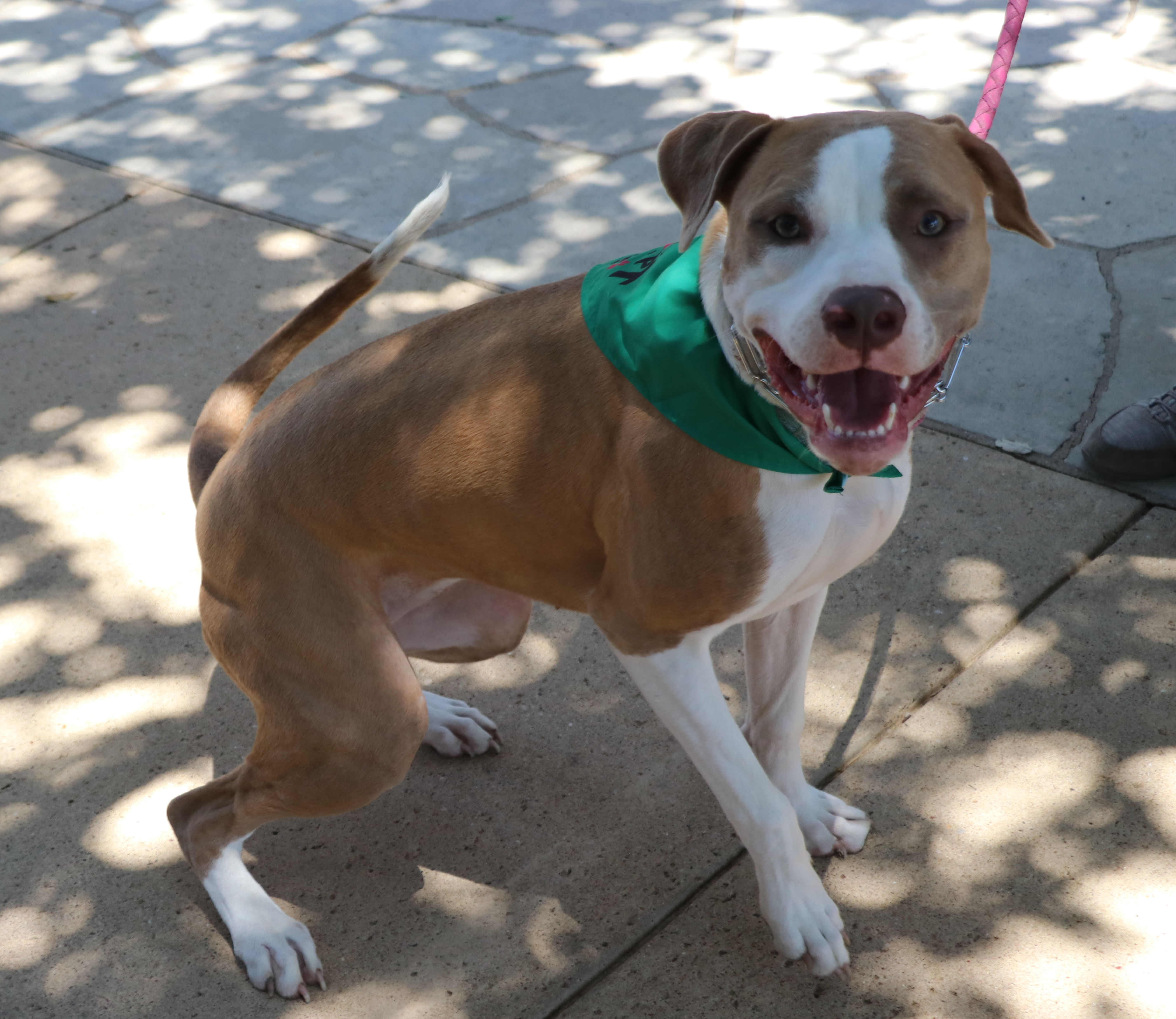 Enlarge CeCe, a Adoptable mixed breed in Cape Neddick, ME image 2/6