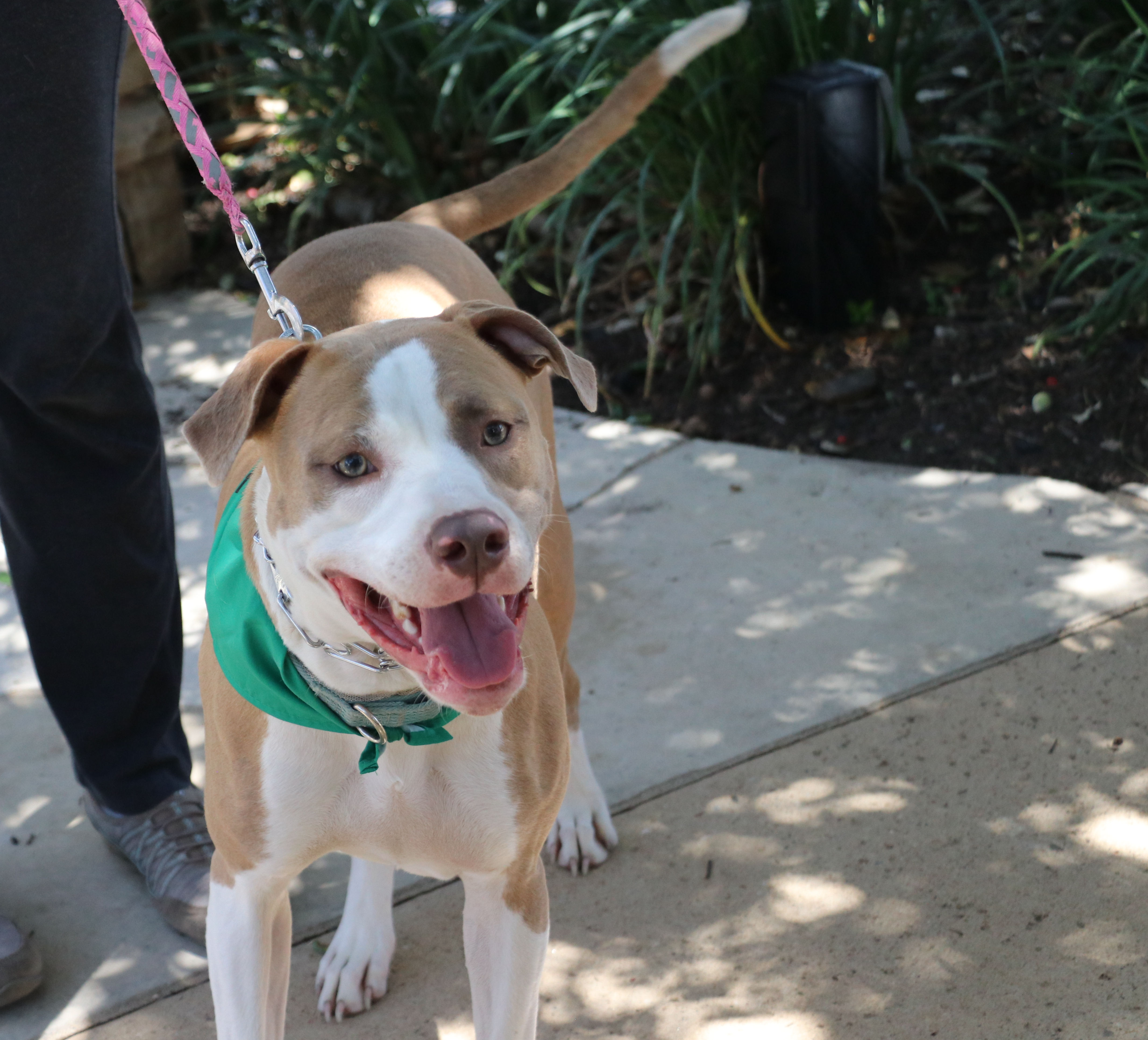 CeCe, Adoptable, Puppy Female Mixed Breed.
