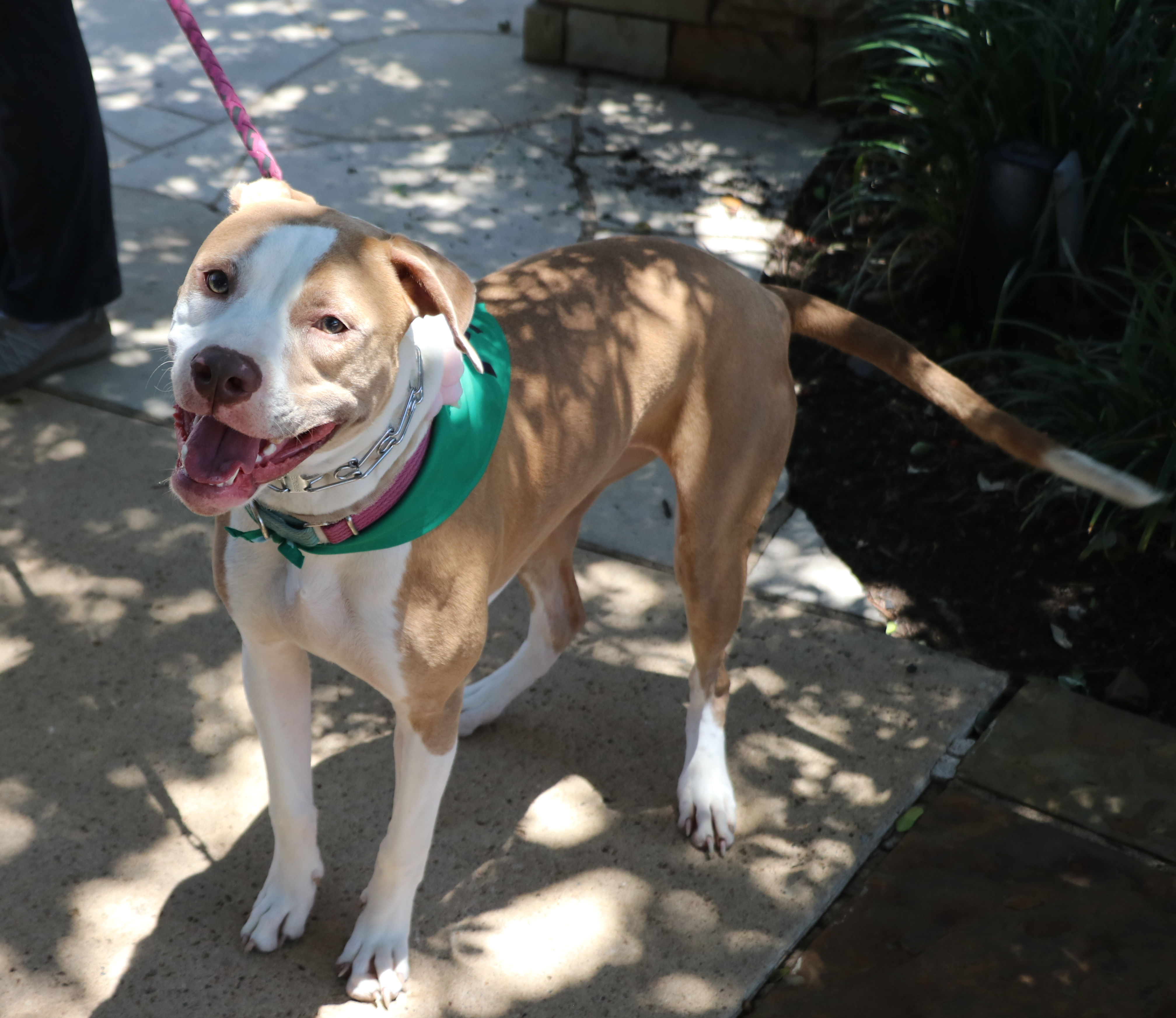 Enlarge CeCe, a Adoptable mixed breed in Cape Neddick, ME image 6/6