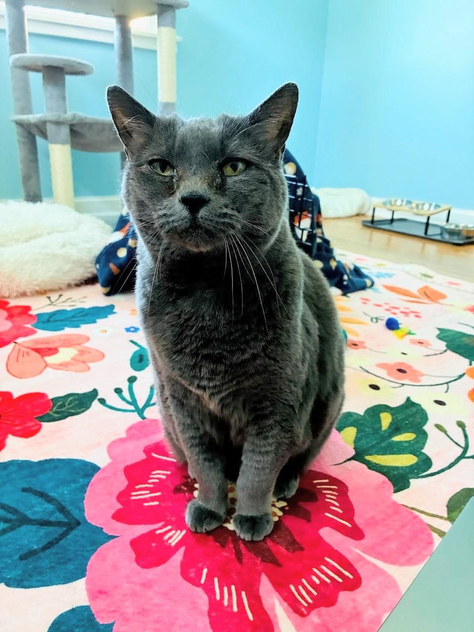 Enlarge Mila, a ADOPTABLE mixed breed in West Richland, WA image 5/6