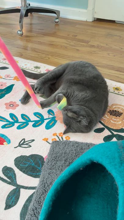 Enlarge Mila, a ADOPTABLE mixed breed in West Richland, WA video 4/6