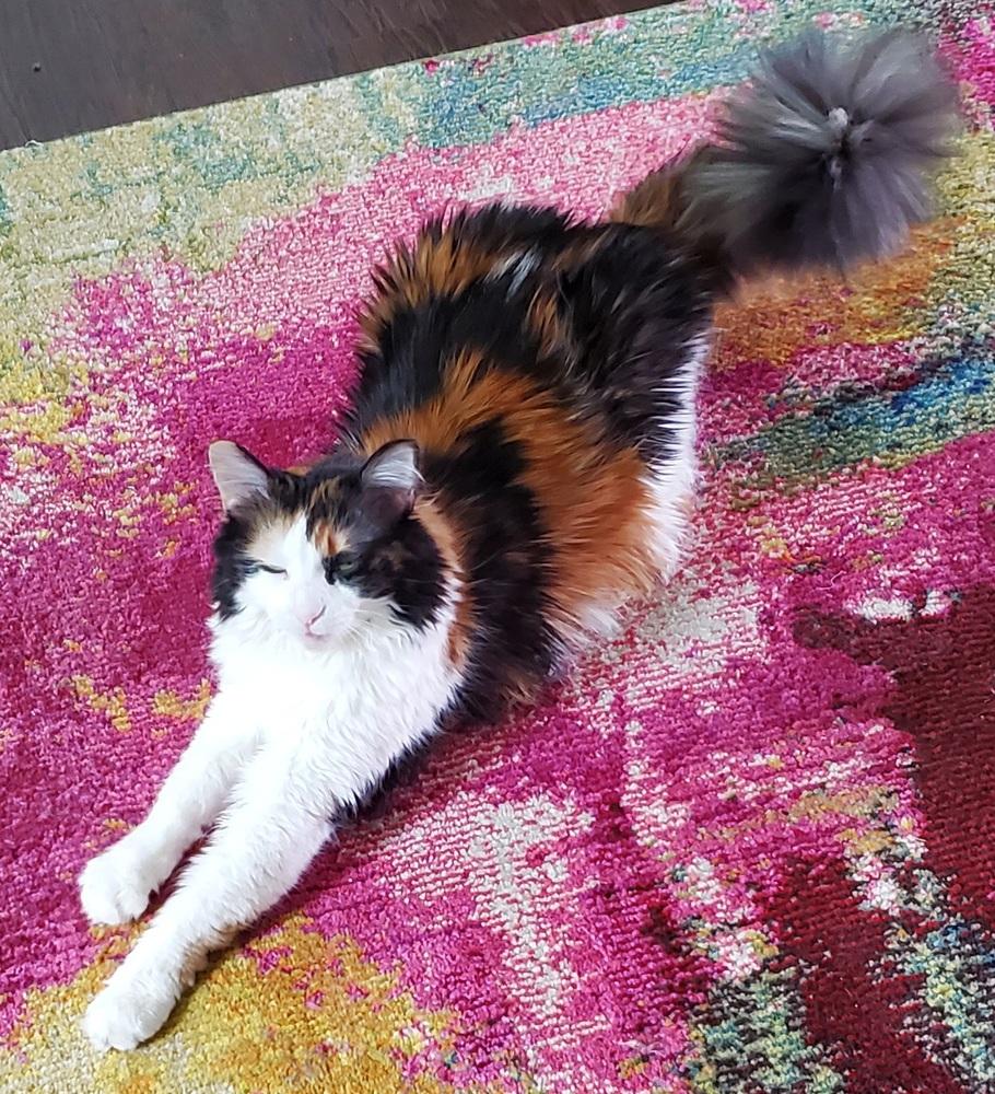 Ellie May/ Kelli, Adoptable, Adult Female Domestic Long Hair & Domestic Long Hair.