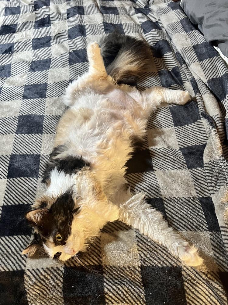 Enlarge Ellie May/ Kelli, a Adoptable mixed breed in Wilmington, NC image 2/2