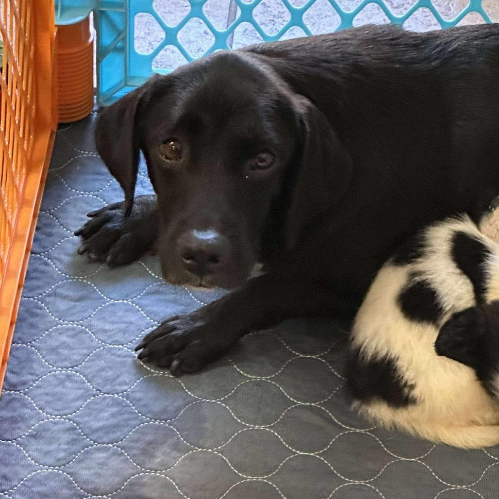 Sofia, a Adoptable mixed breed in Griswold, CT image 1/6