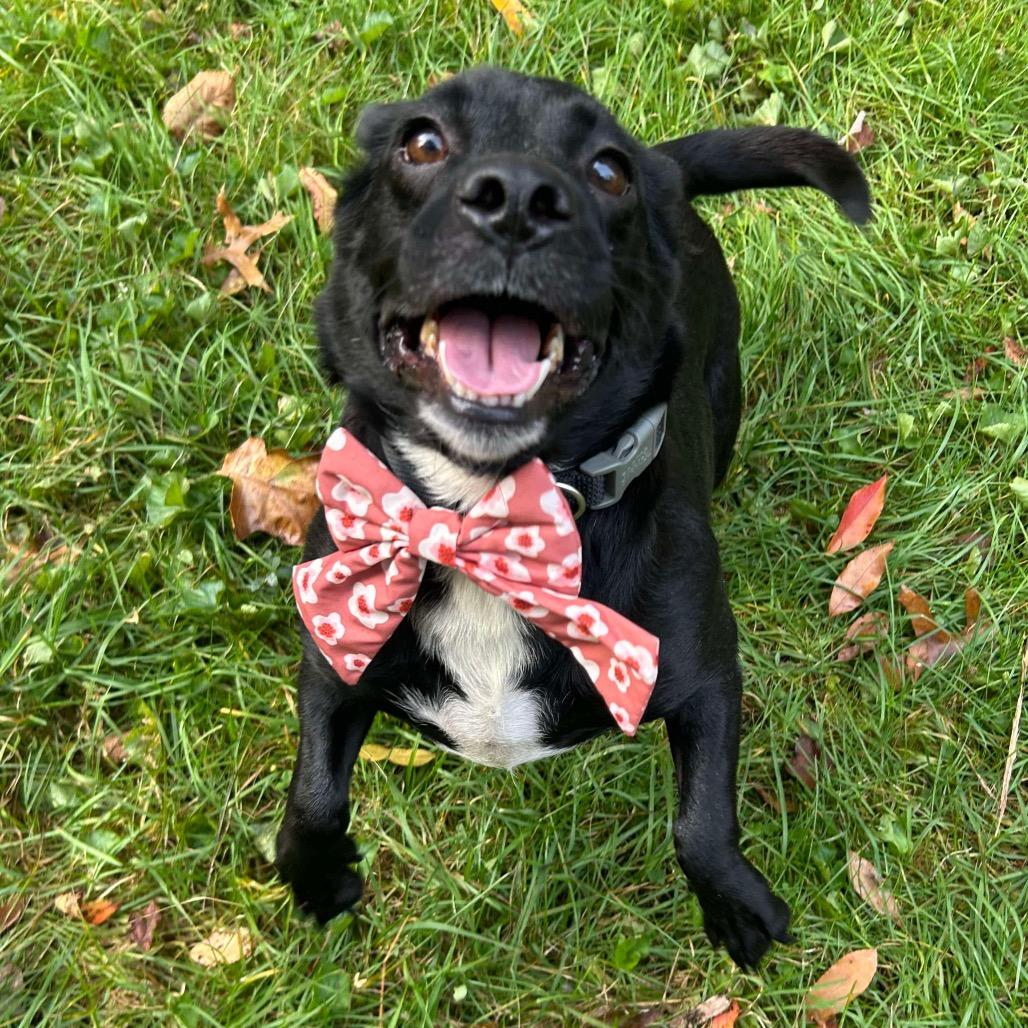 Sofia, a Adoptable mixed breed in Griswold, CT image 2/6