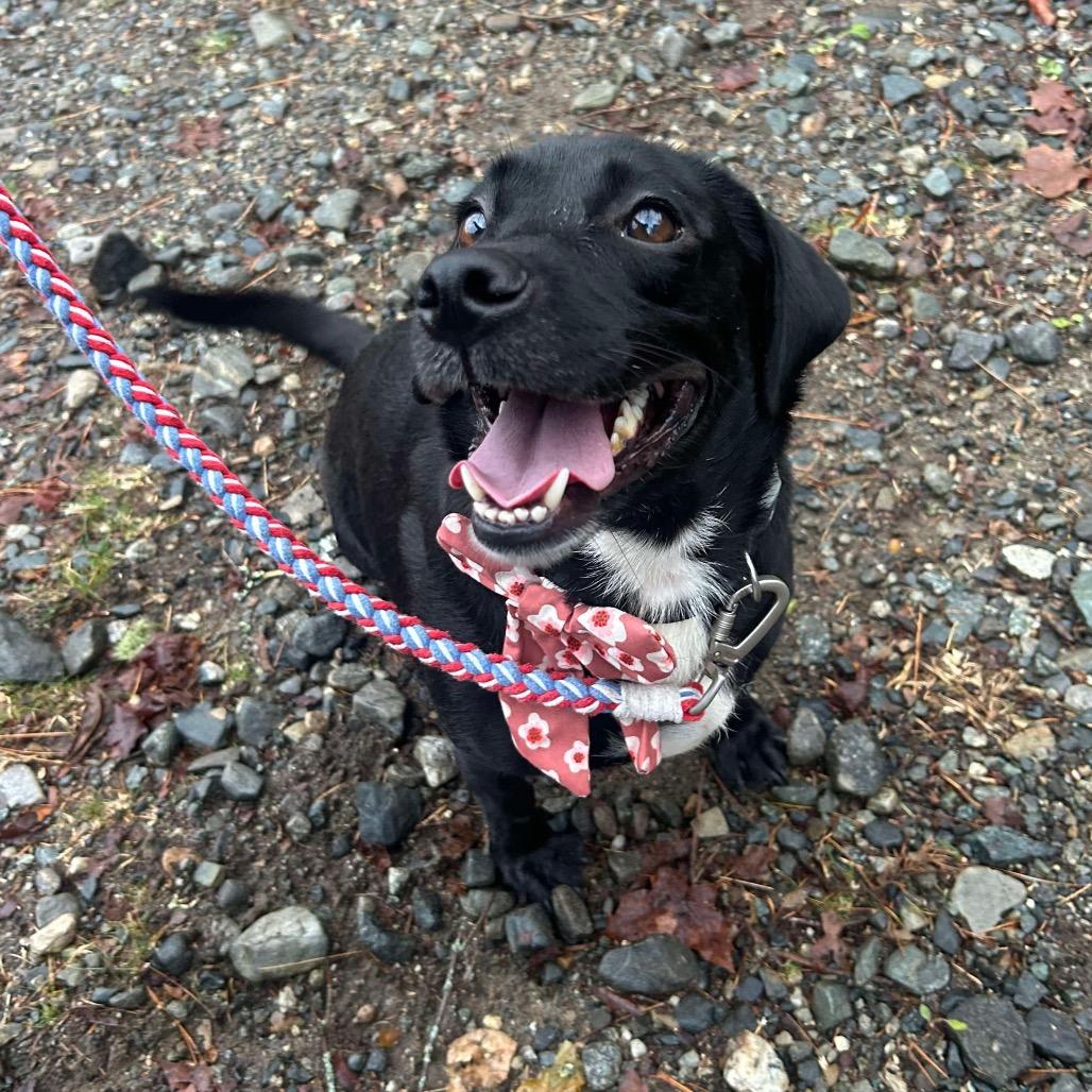 Enlarge Sofia, a Adoptable mixed breed in Griswold, CT image 2/6