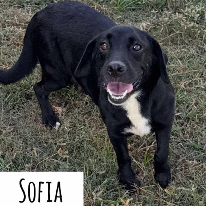 Enlarge Sofia, a Adoptable mixed breed in Griswold, CT image 3/6