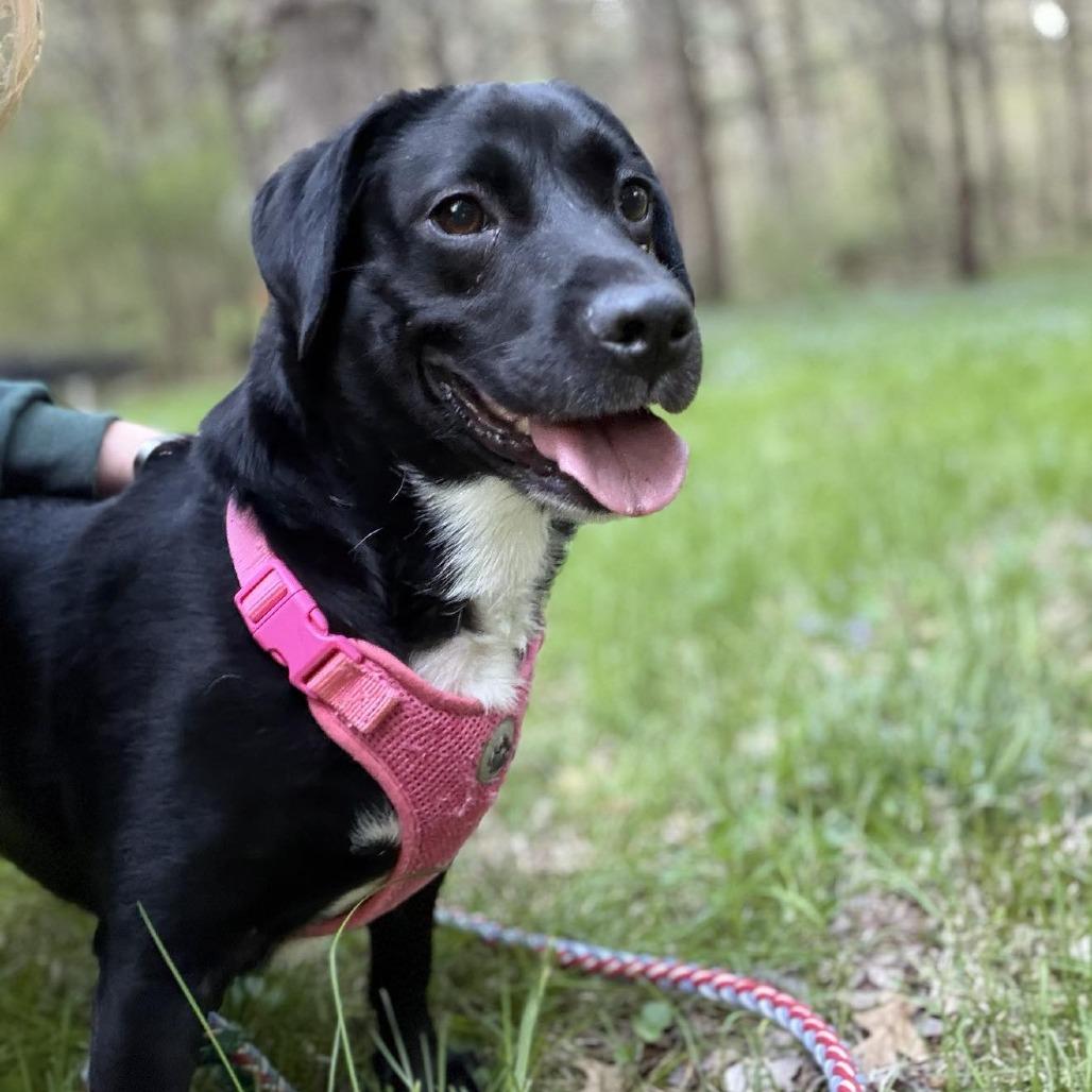 Sofia, a Adoptable mixed breed in Griswold, CT image 3/6