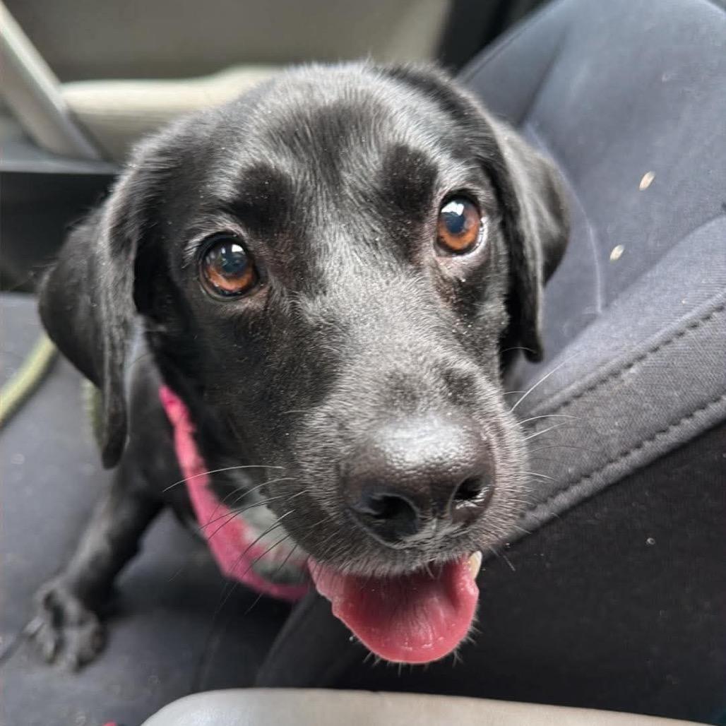 Sofia, a Adoptable mixed breed in Griswold, CT image 3/5