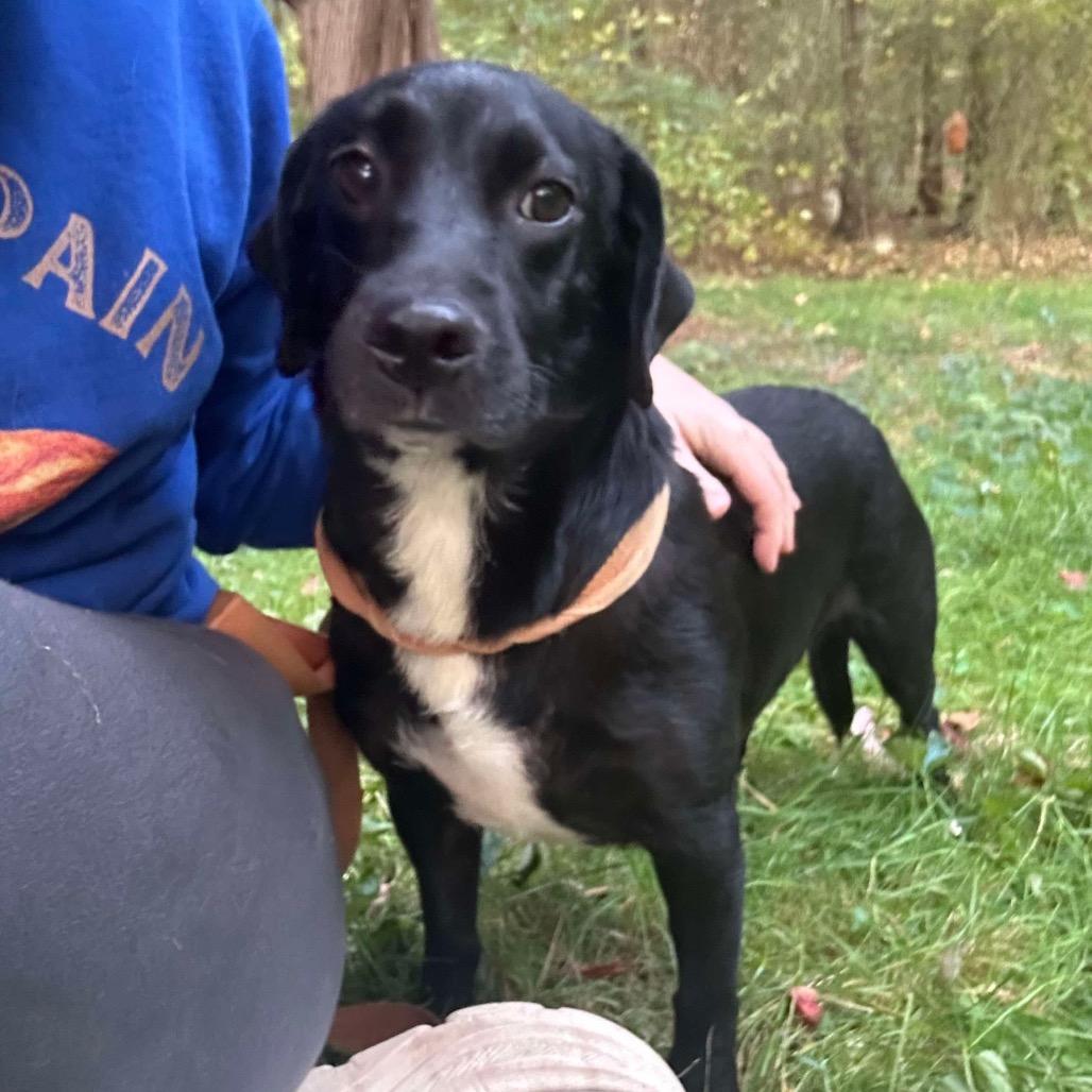 Enlarge Sofia, a Adoptable mixed breed in Griswold, CT image 4/6