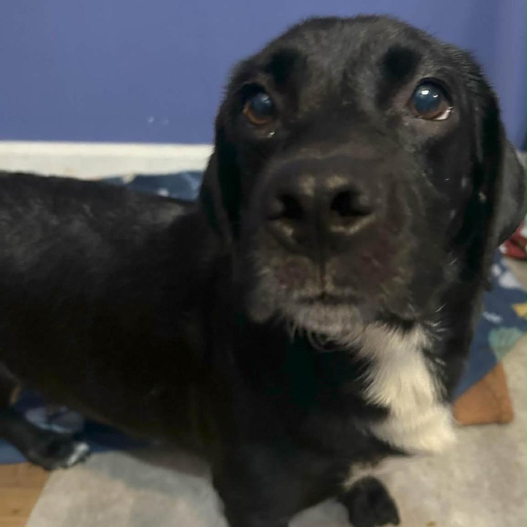 Sofia, a Adoptable mixed breed in Griswold, CT image 3/6