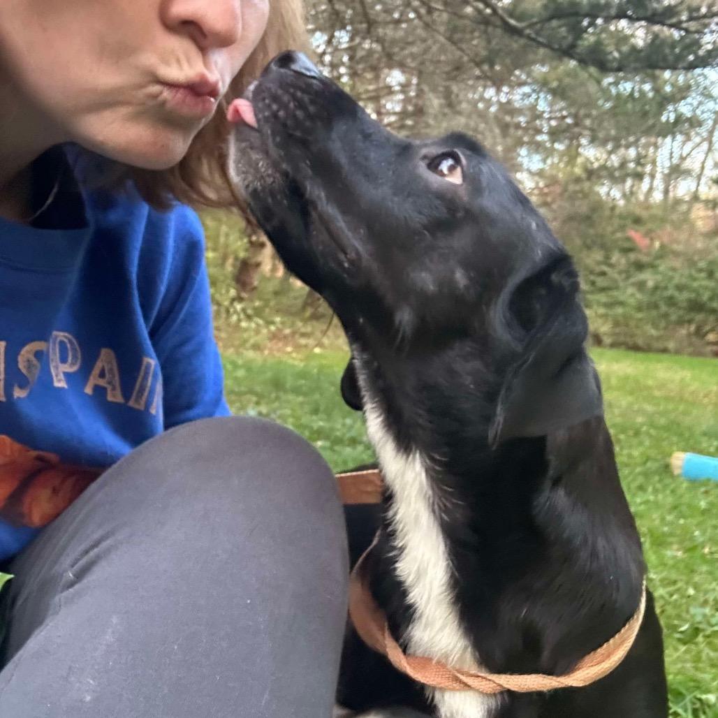 Enlarge Sofia, a Adoptable mixed breed in Griswold, CT image 5/6