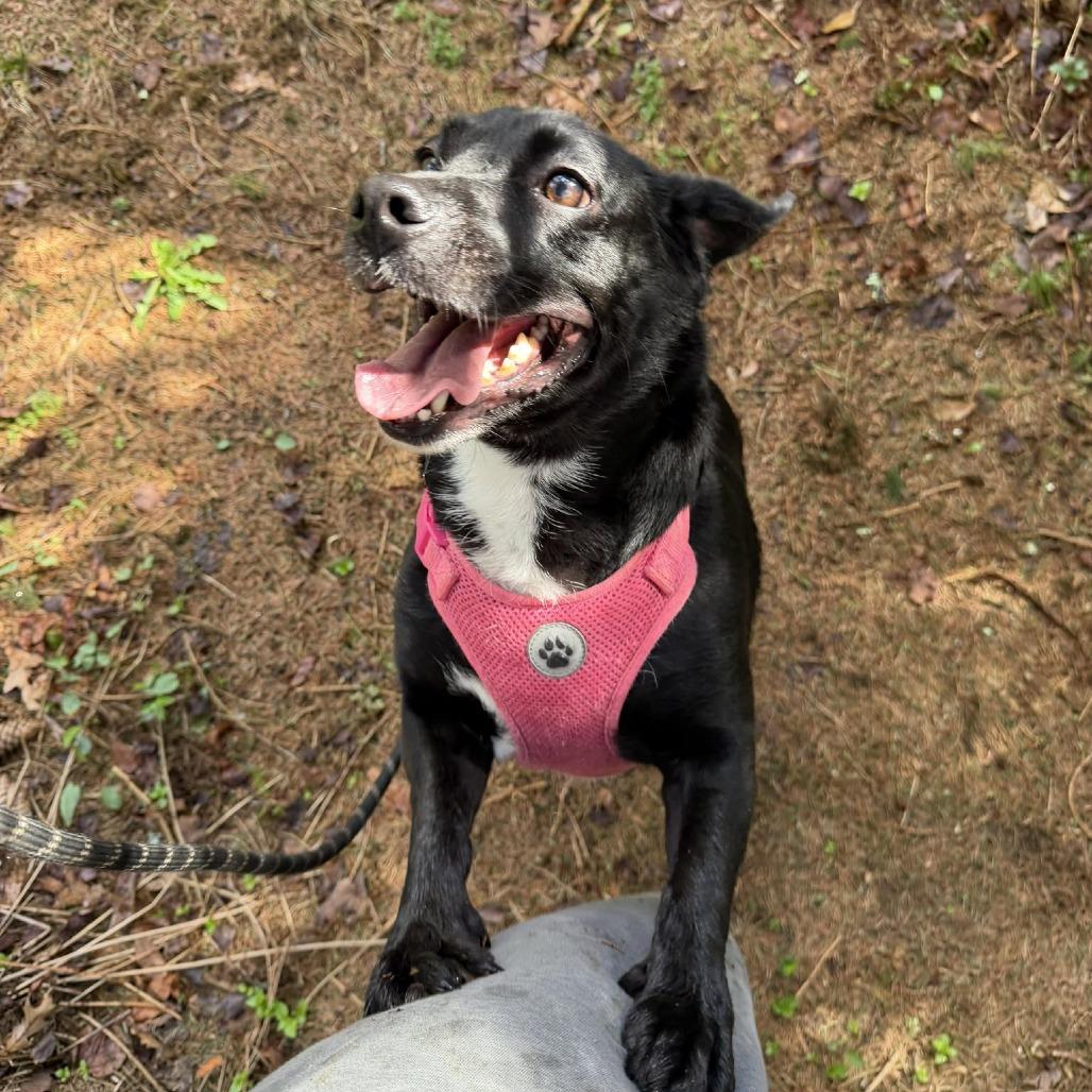 Enlarge Sofia, a Adoptable mixed breed in Griswold, CT image 5/6