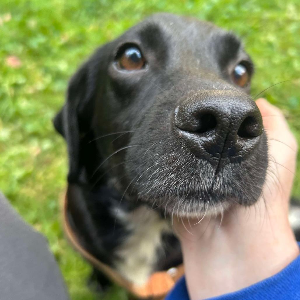 Sofia, a Adoptable mixed breed in Griswold, CT image 4/6