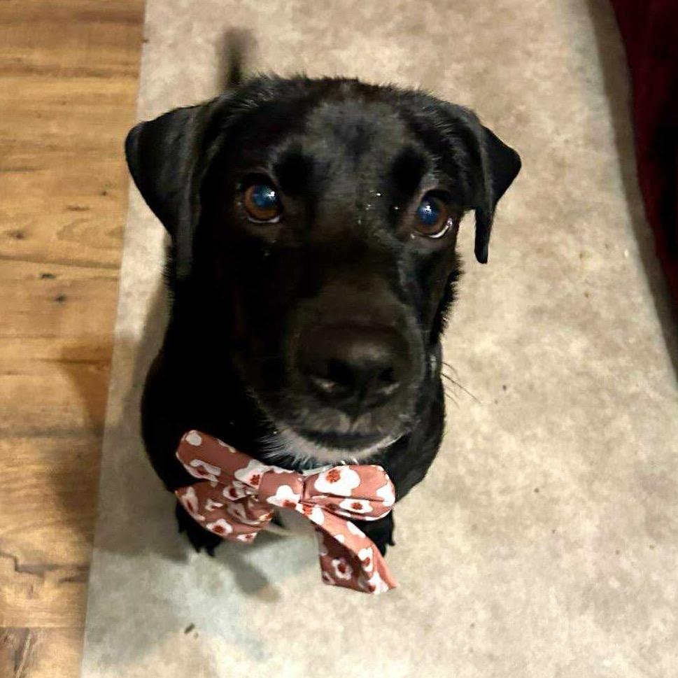 Enlarge Sofia, a Adoptable mixed breed in Griswold, CT image 6/6