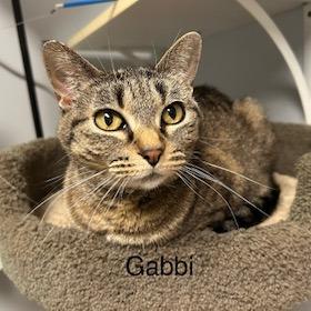 Enlarge Gabbi--In Foster, a Adoptable Domestic Short Hair in Fargo, ND image 1/6
