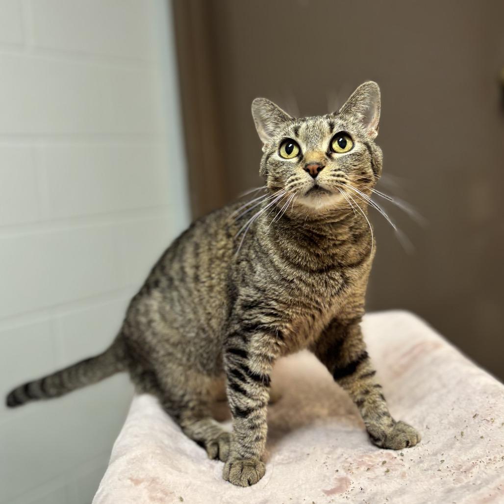 Enlarge Gabbi--In Foster, a Adoptable Domestic Short Hair in Fargo, ND image 2/6