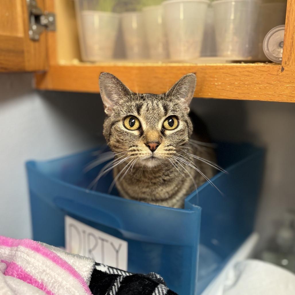 Enlarge Gabbi--In Foster, a Adoptable Domestic Short Hair in Fargo, ND image 3/6