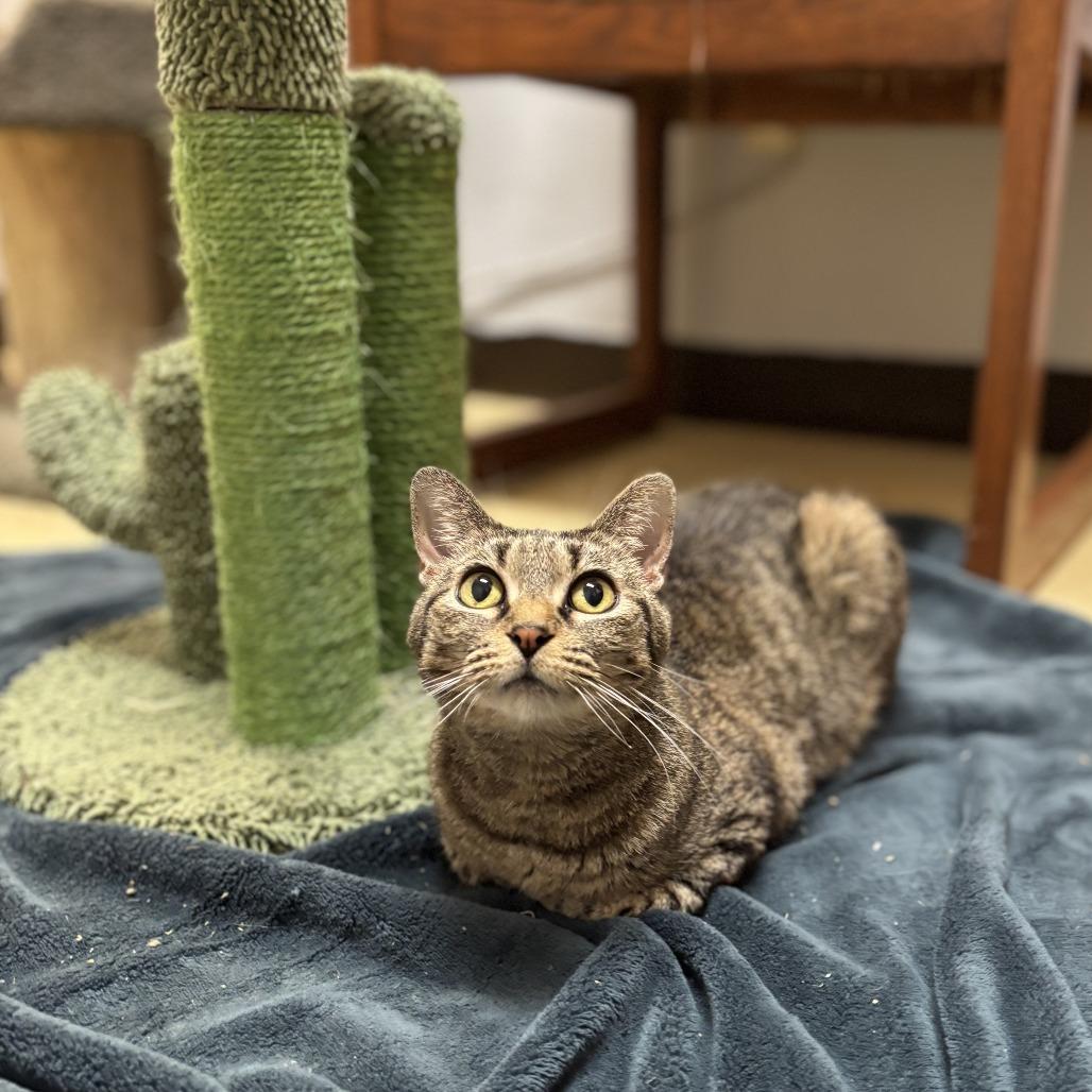 Enlarge Gabbi--In Foster, a Adoptable Domestic Short Hair in Fargo, ND image 4/6