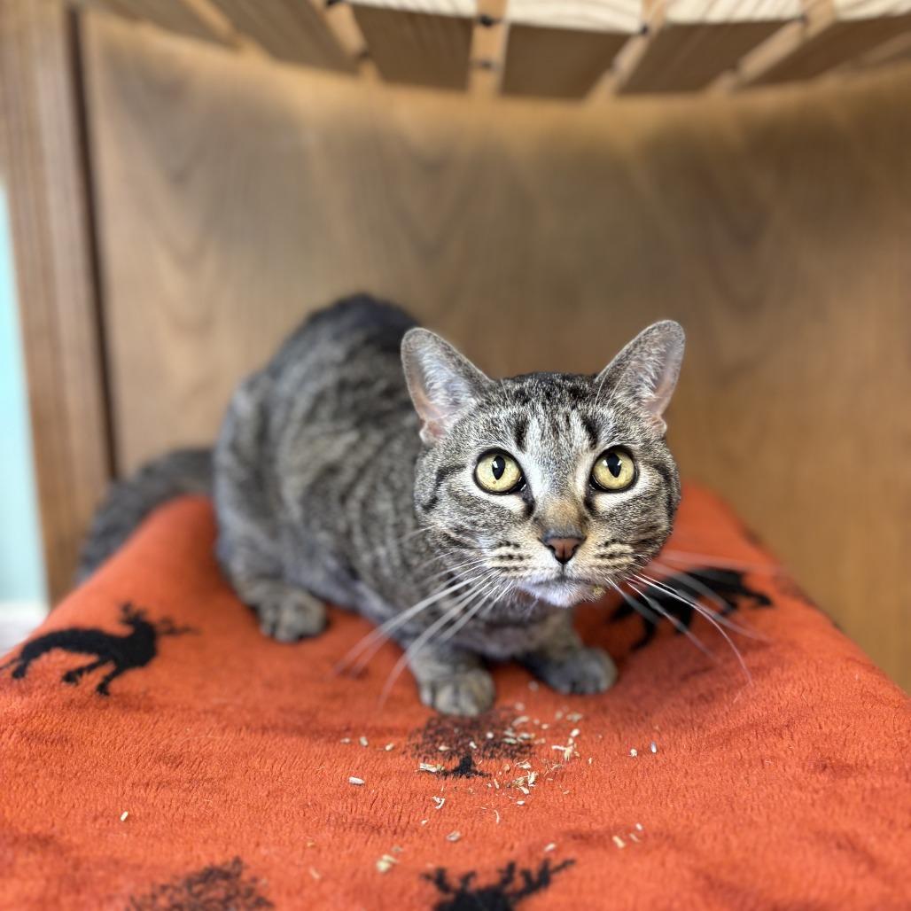 Enlarge Gabbi--In Foster, a Adoptable Domestic Short Hair in Fargo, ND image 5/6
