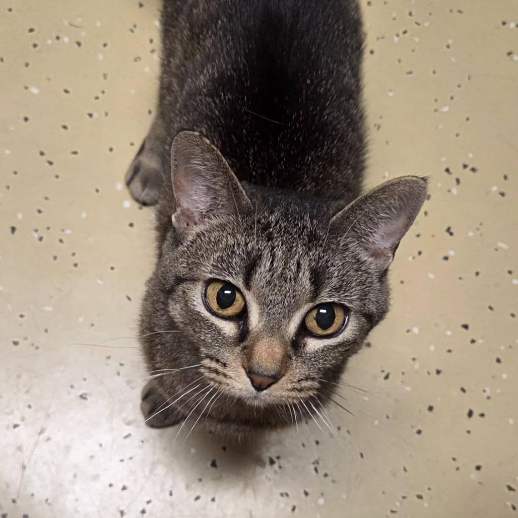 Enlarge Gabbi--In Foster, a Adoptable Domestic Short Hair in Fargo, ND image 6/6