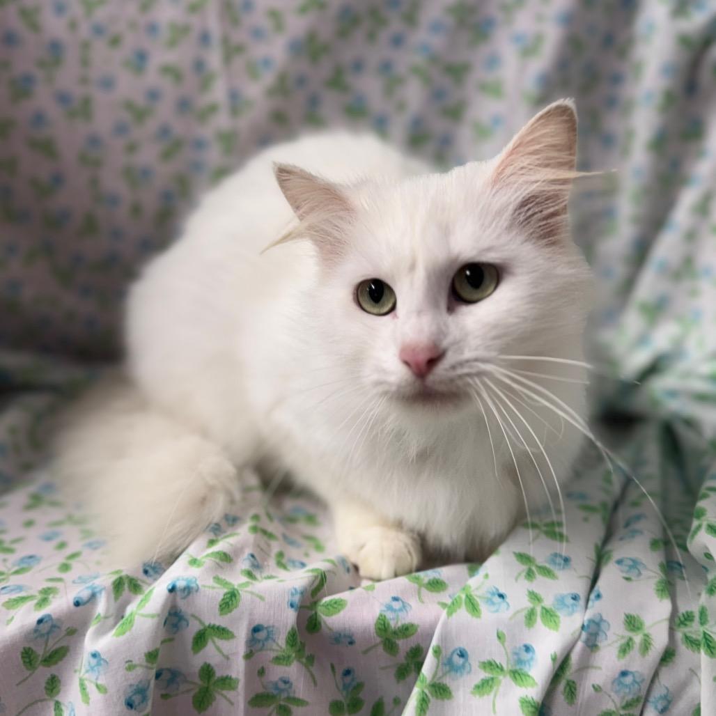 Enlarge Narnia, a Adoptable mixed breed in Mount Vernon, IL image 2/6