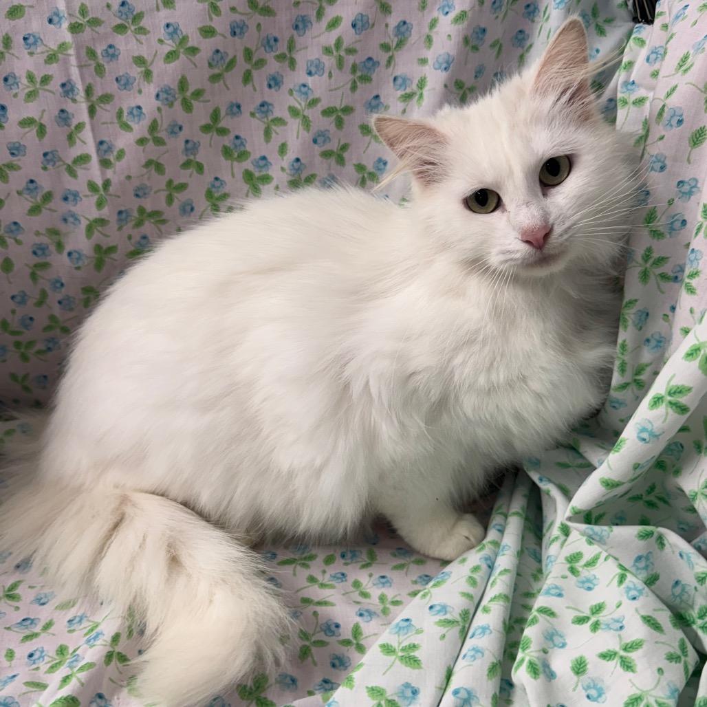 Enlarge Narnia, a Adoptable mixed breed in Mount Vernon, IL image 3/6