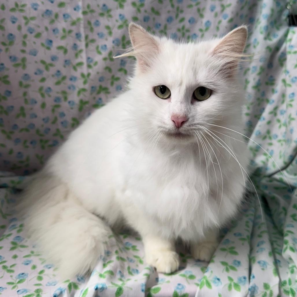 Enlarge Narnia, a Adoptable mixed breed in Mount Vernon, IL image 4/6