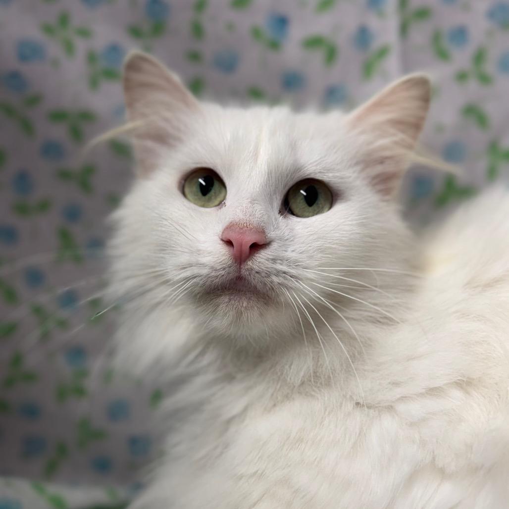 Narnia, Adoptable, Adult Female Turkish Angora & Norwegian Forest Cat.