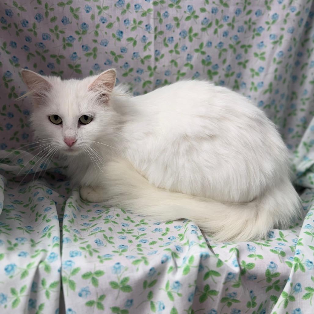 Enlarge Narnia, a Adoptable mixed breed in Mount Vernon, IL image 6/6