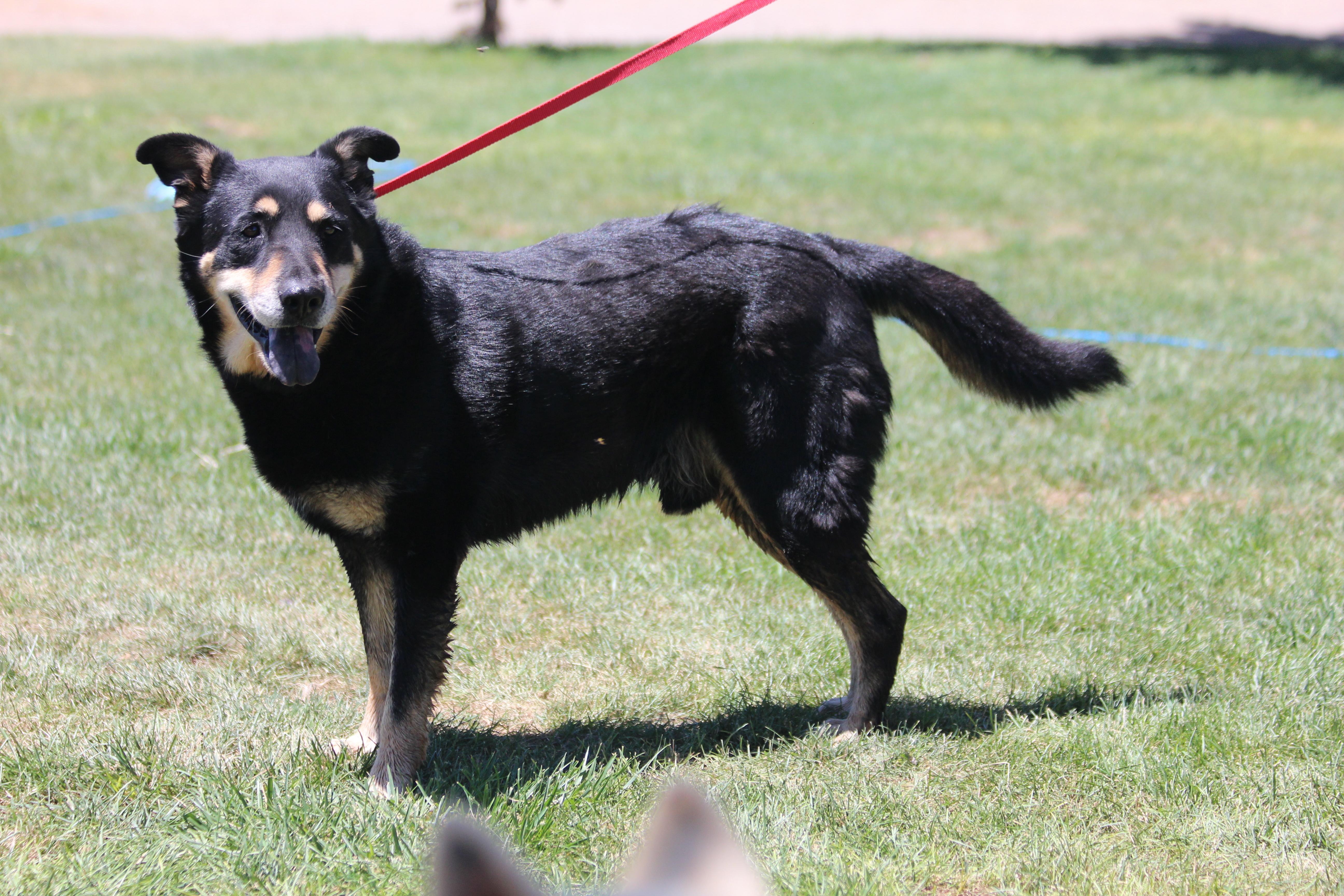 Enlarge BRANDON, a Adoptable mixed breed in Pearce, AZ image 2/6