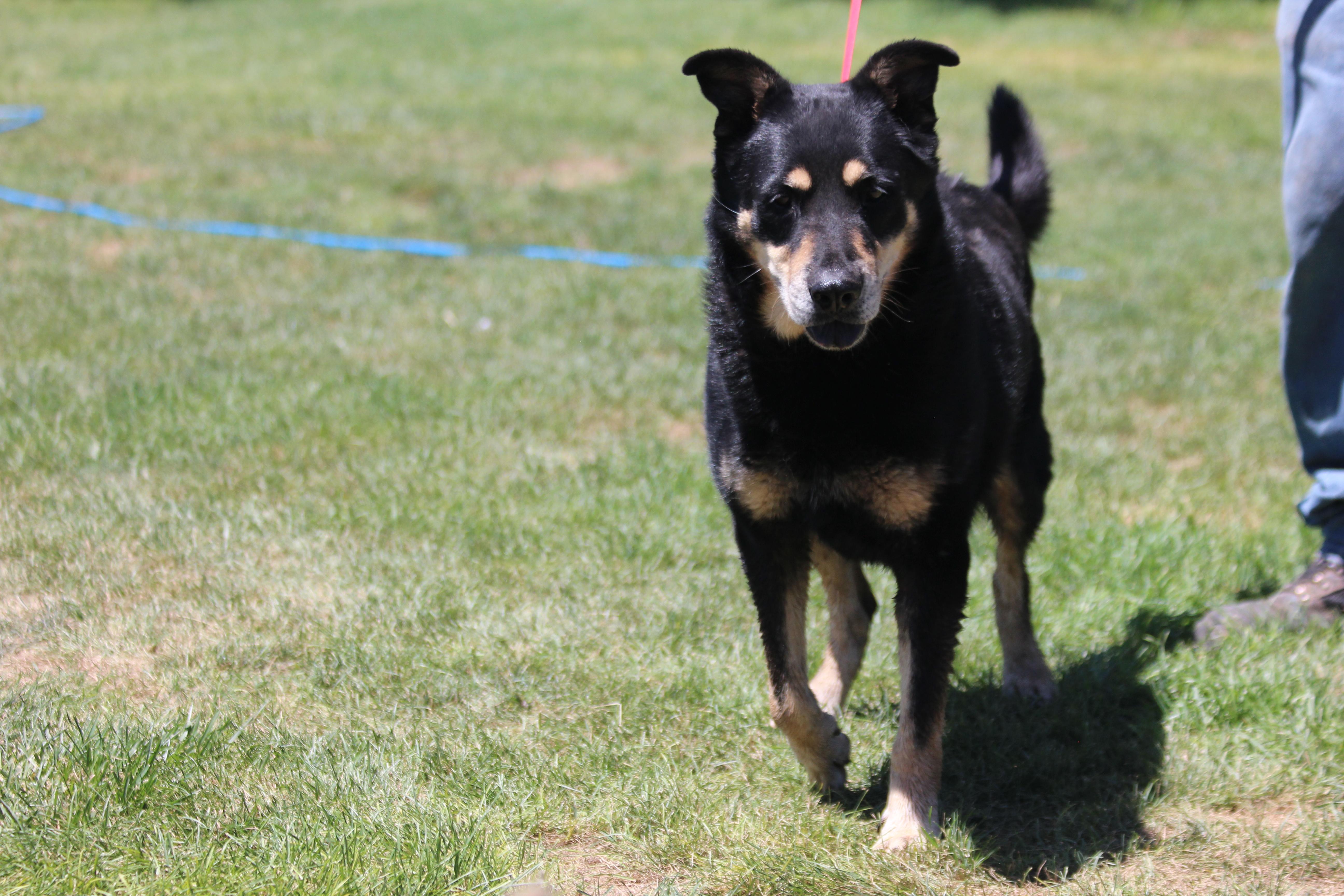 Enlarge BRANDON, a Adoptable mixed breed in Pearce, AZ image 3/6