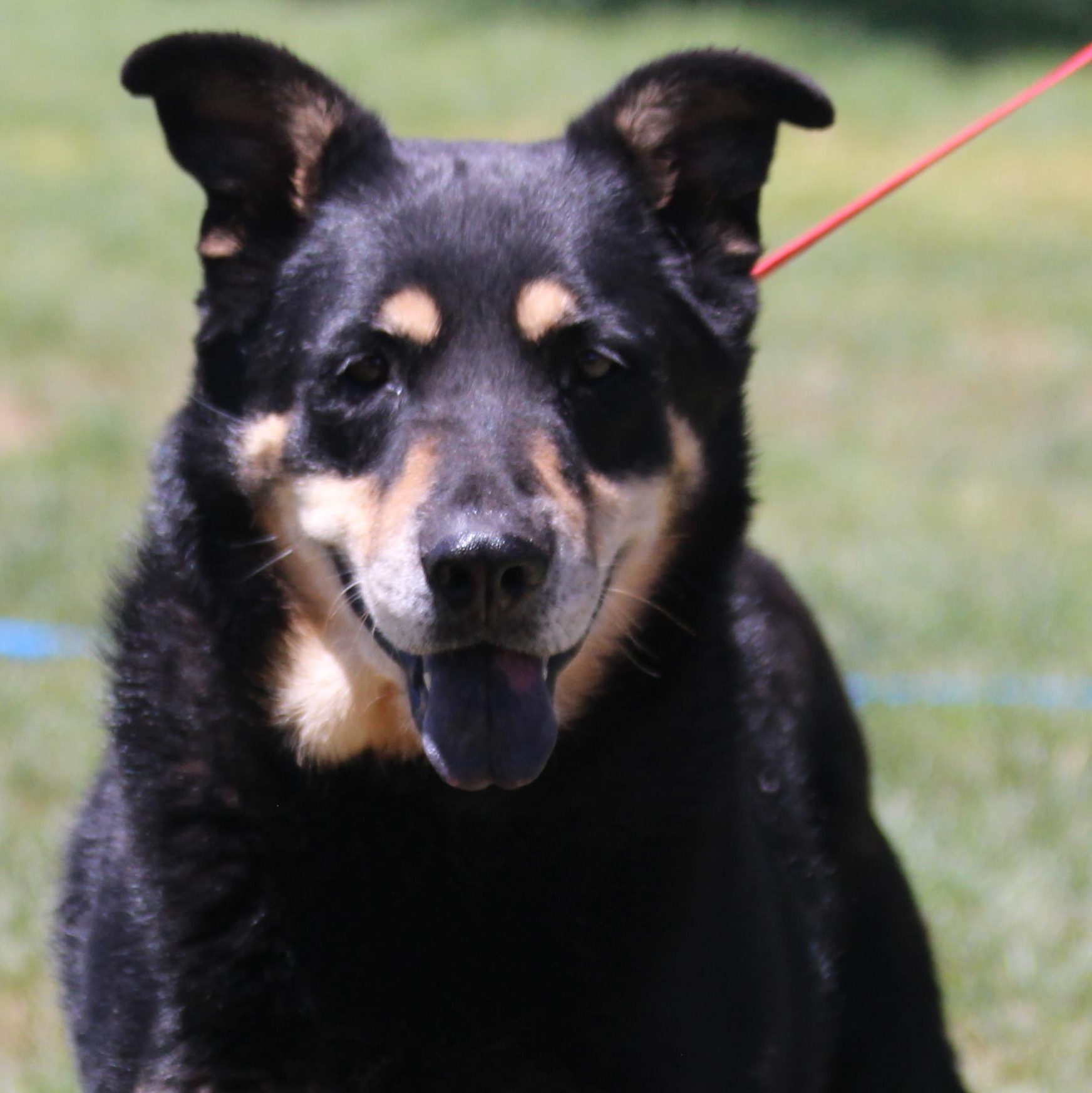 BRANDON, Adoptable, Adult Male Rottweiler & German Shepherd Dog.