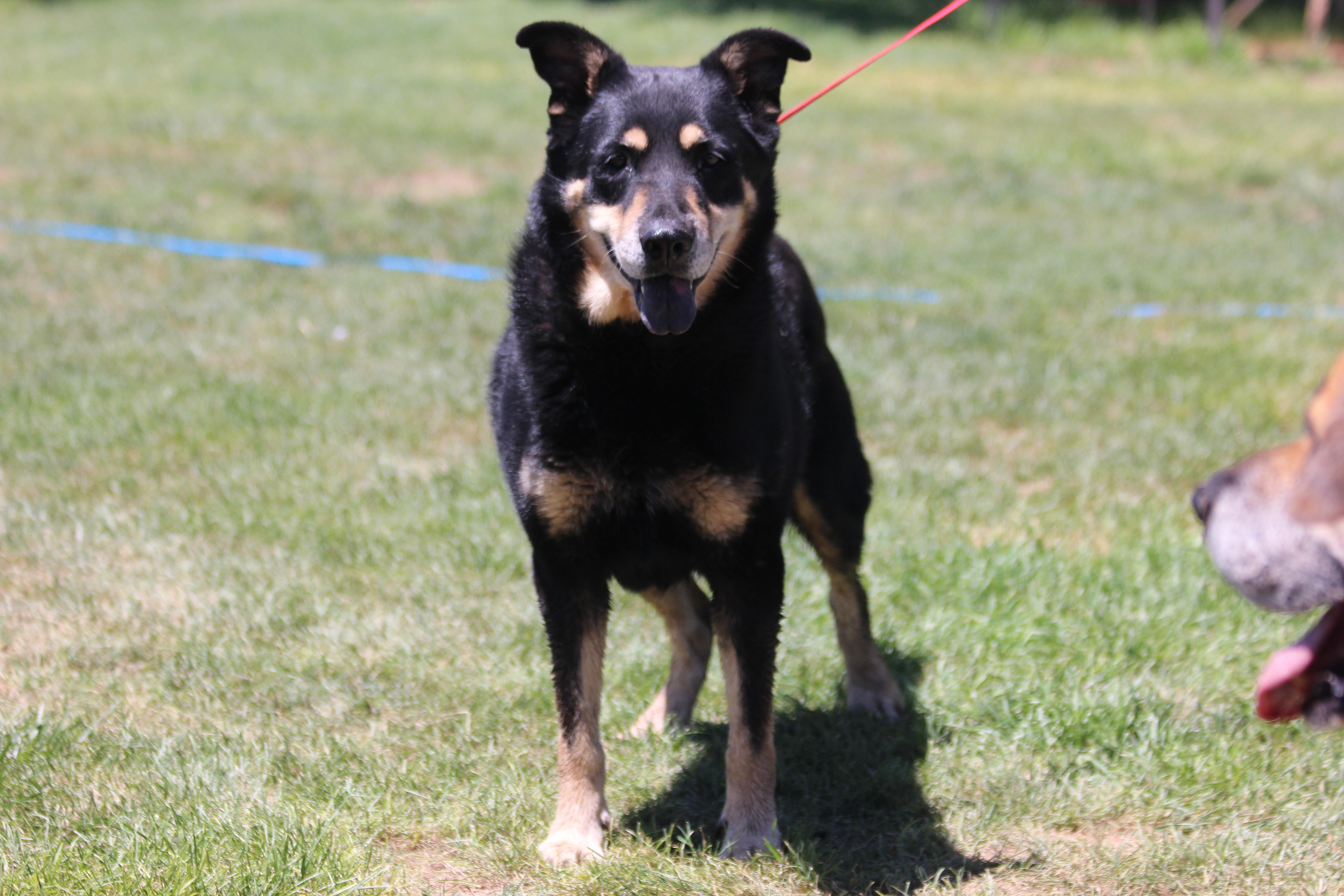Enlarge BRANDON, a Adoptable mixed breed in Pearce, AZ image 5/6