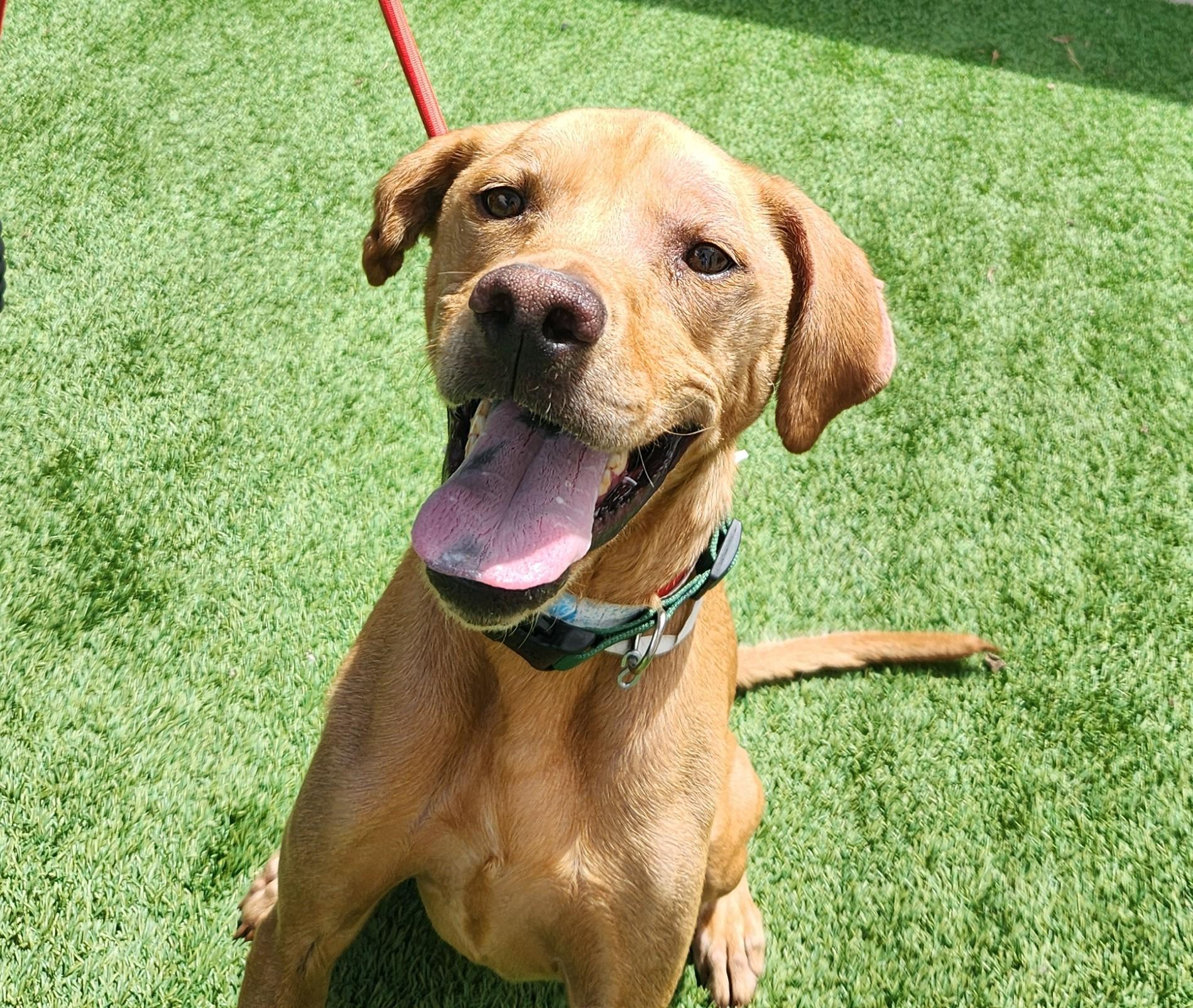 Enlarge Oakley, a Adoptable Vizsla in Golden, CO image 1/3
