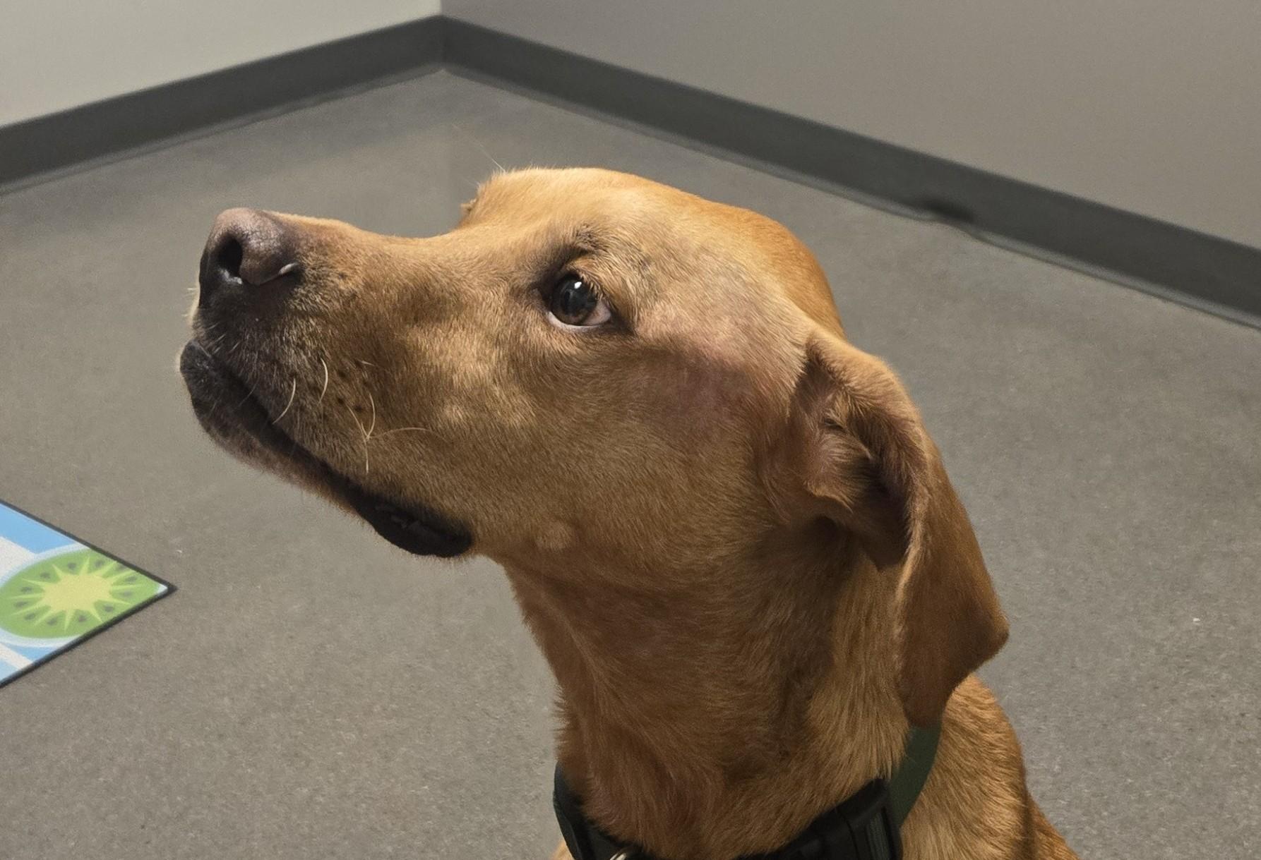 Enlarge Oakley, a Adoptable Vizsla in Golden, CO image 2/3