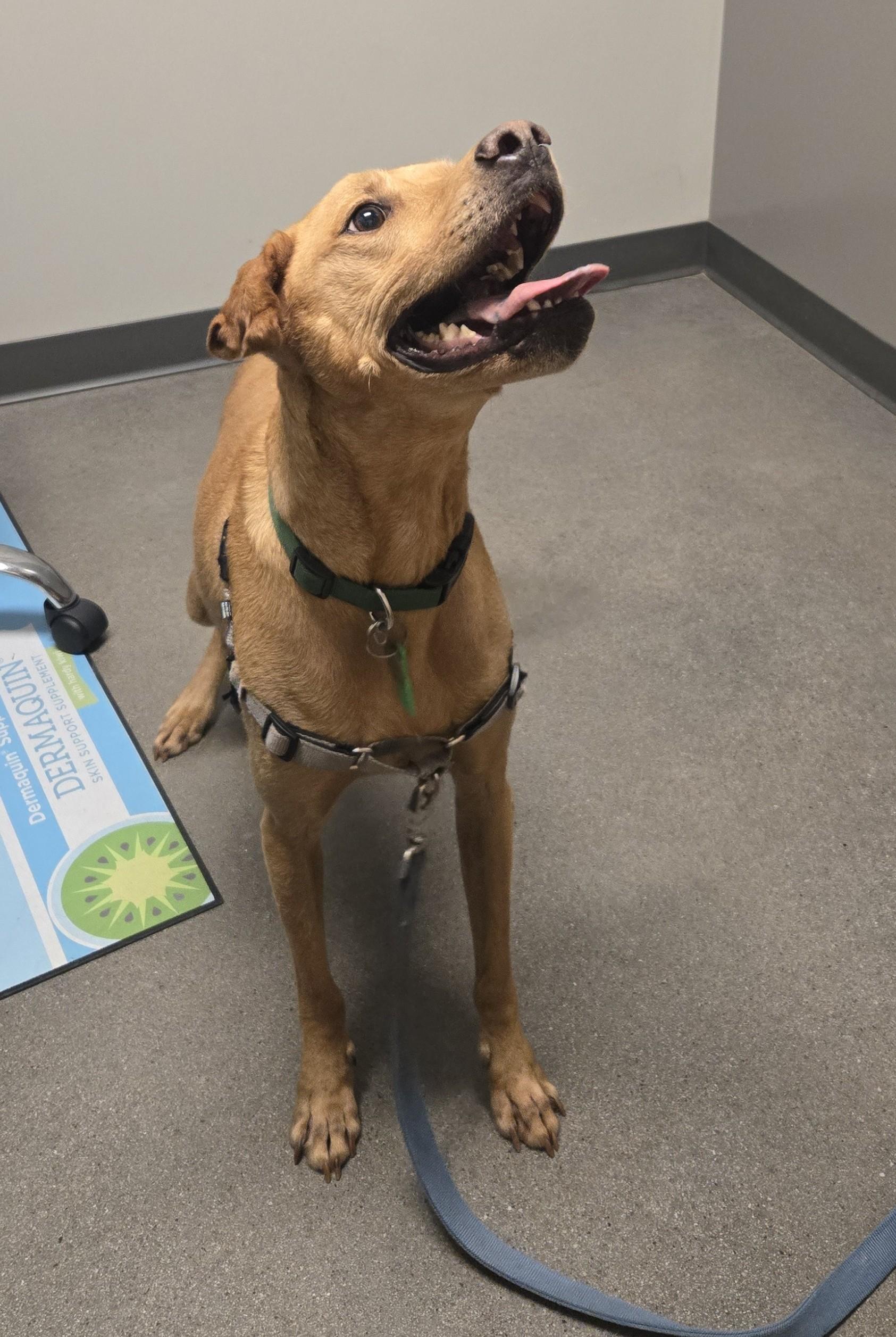 Enlarge Oakley, a Adoptable Vizsla in Golden, CO image 3/3