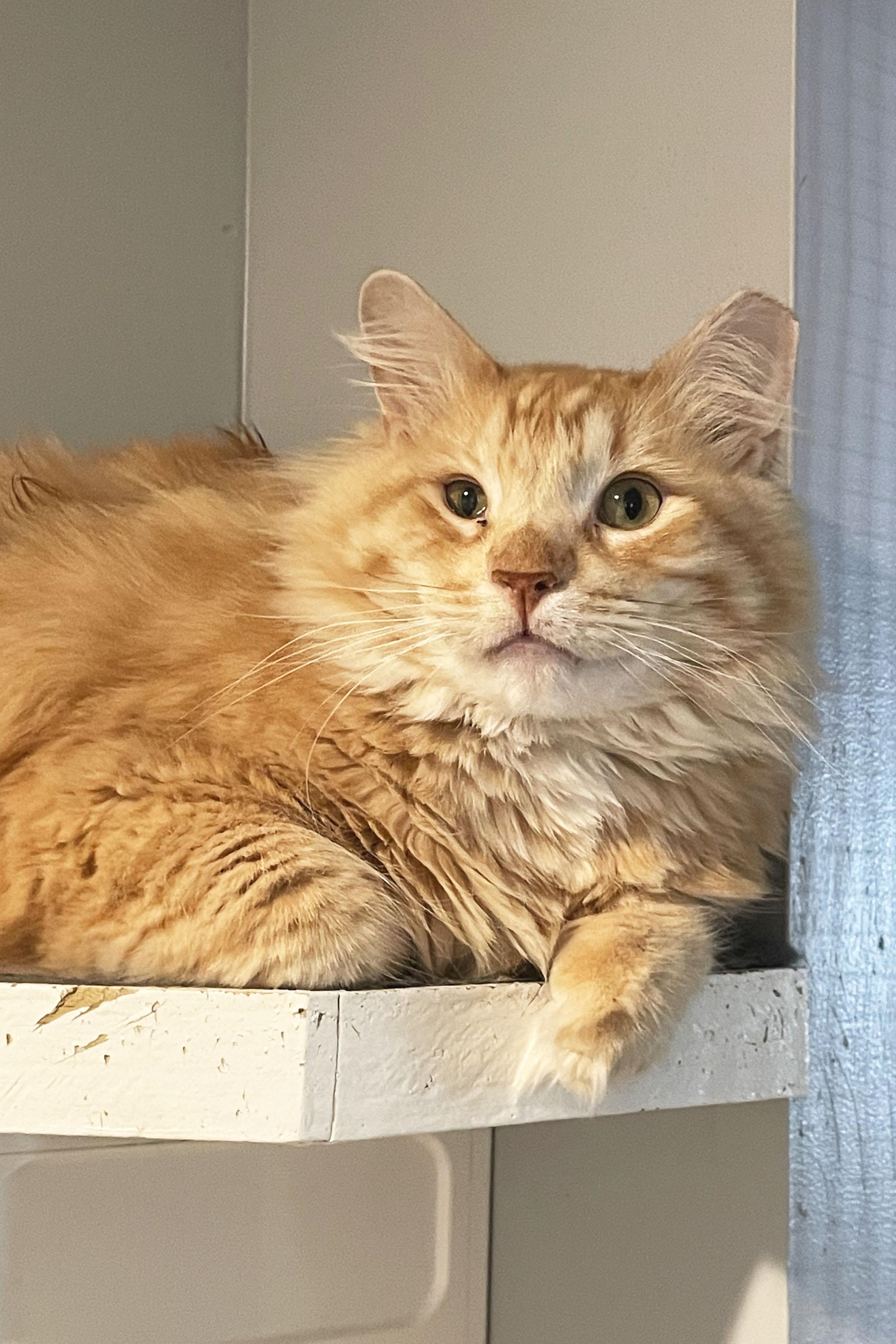 Enlarge Noodles, a Adoptable Domestic Medium Hair in Lincoln, NE image 1/1